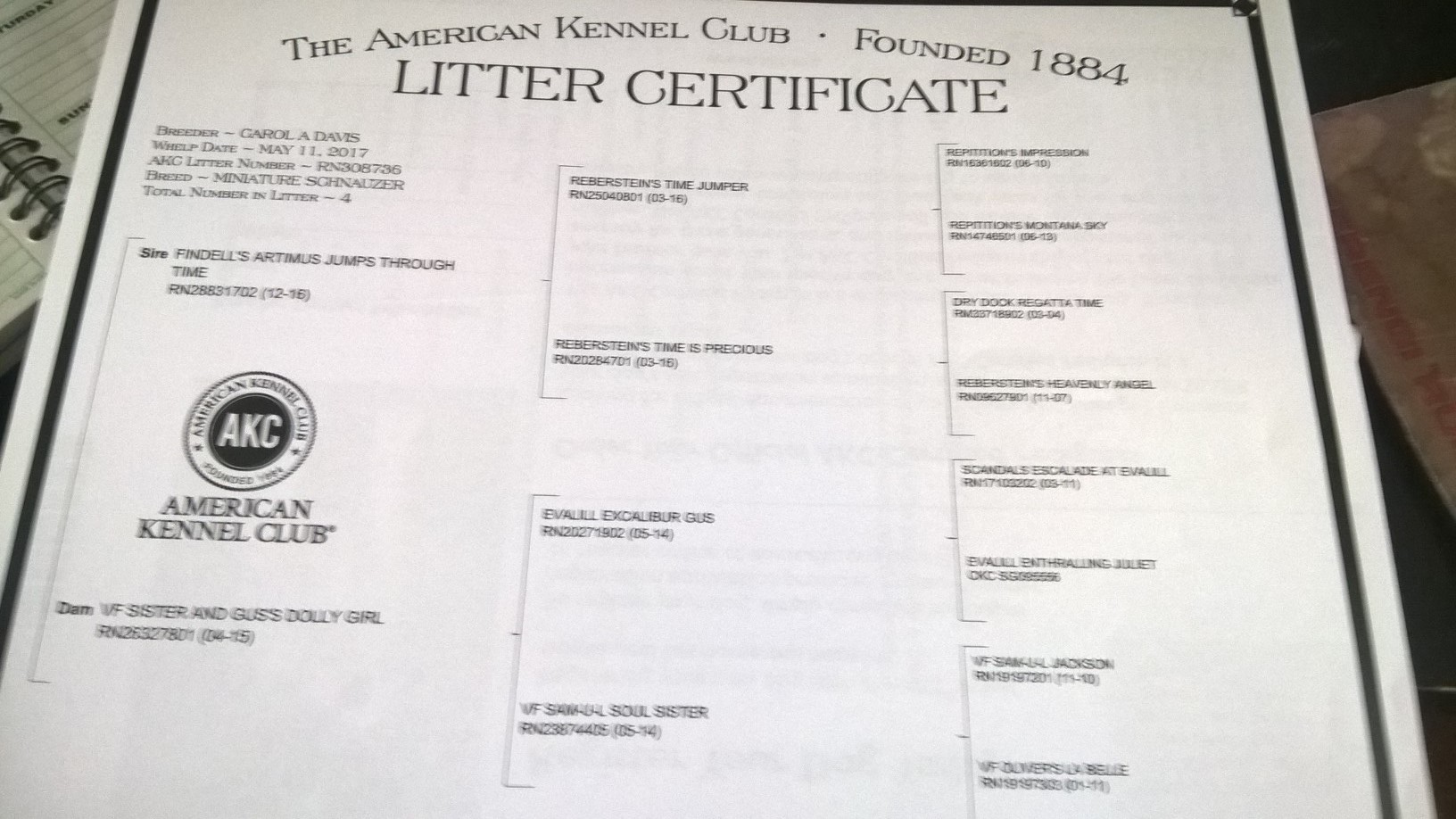 Little Dolly Too's Pedigree