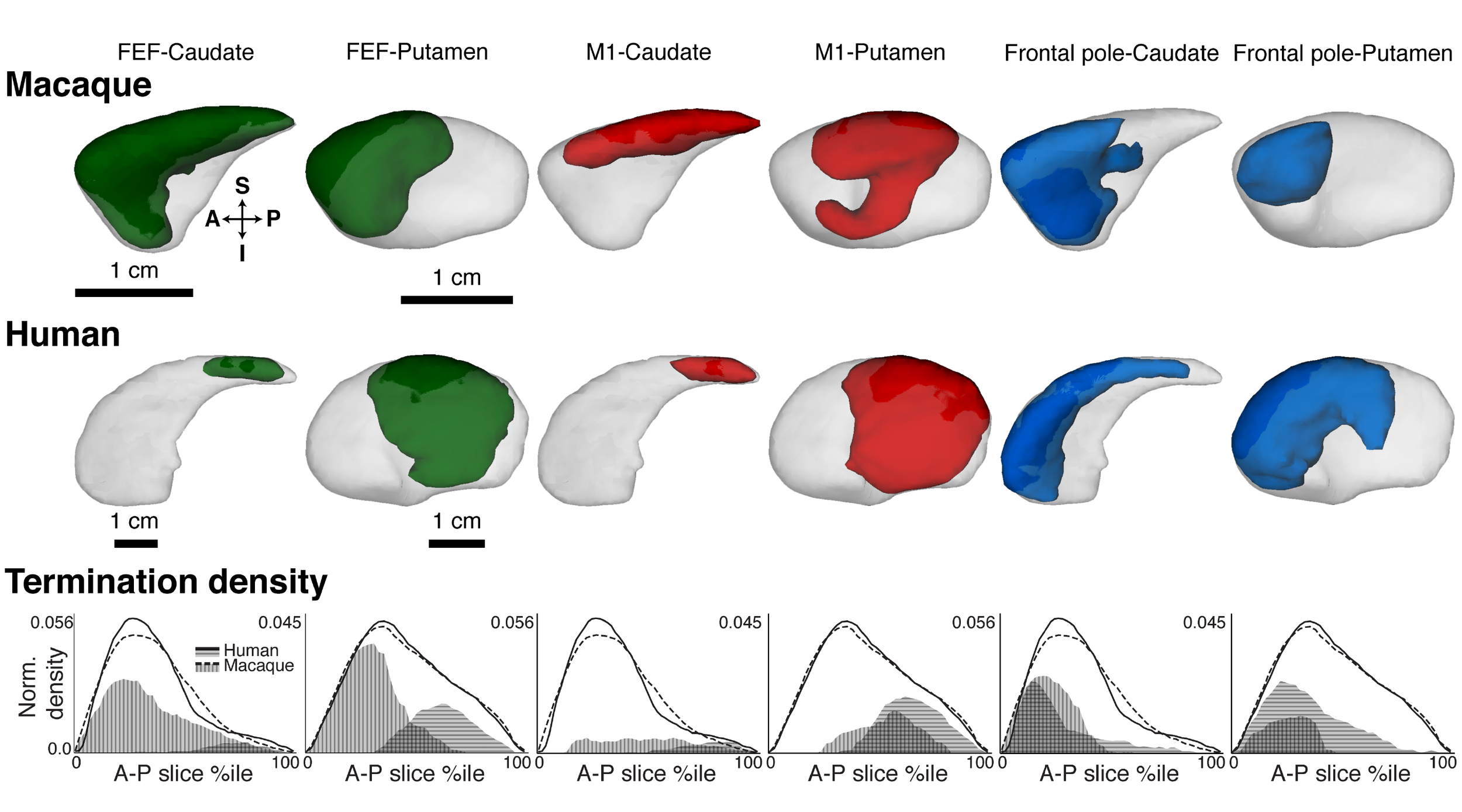 Cortico-striatal pathways terminate in different striatal zones between macaque monkeys and humans