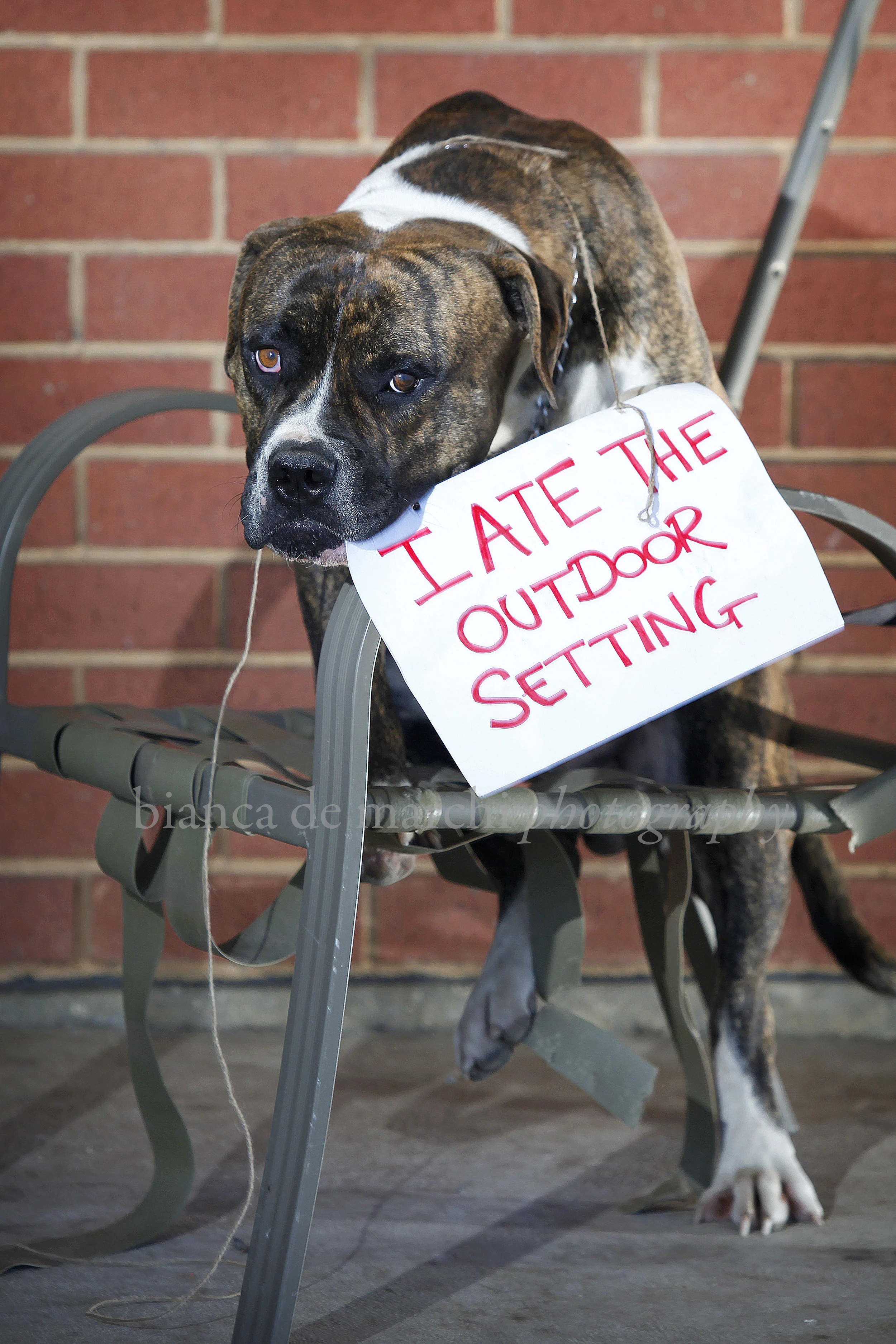 NAUGHTY POOCH (FOR SUNDAY MAIL)-165802.jpg