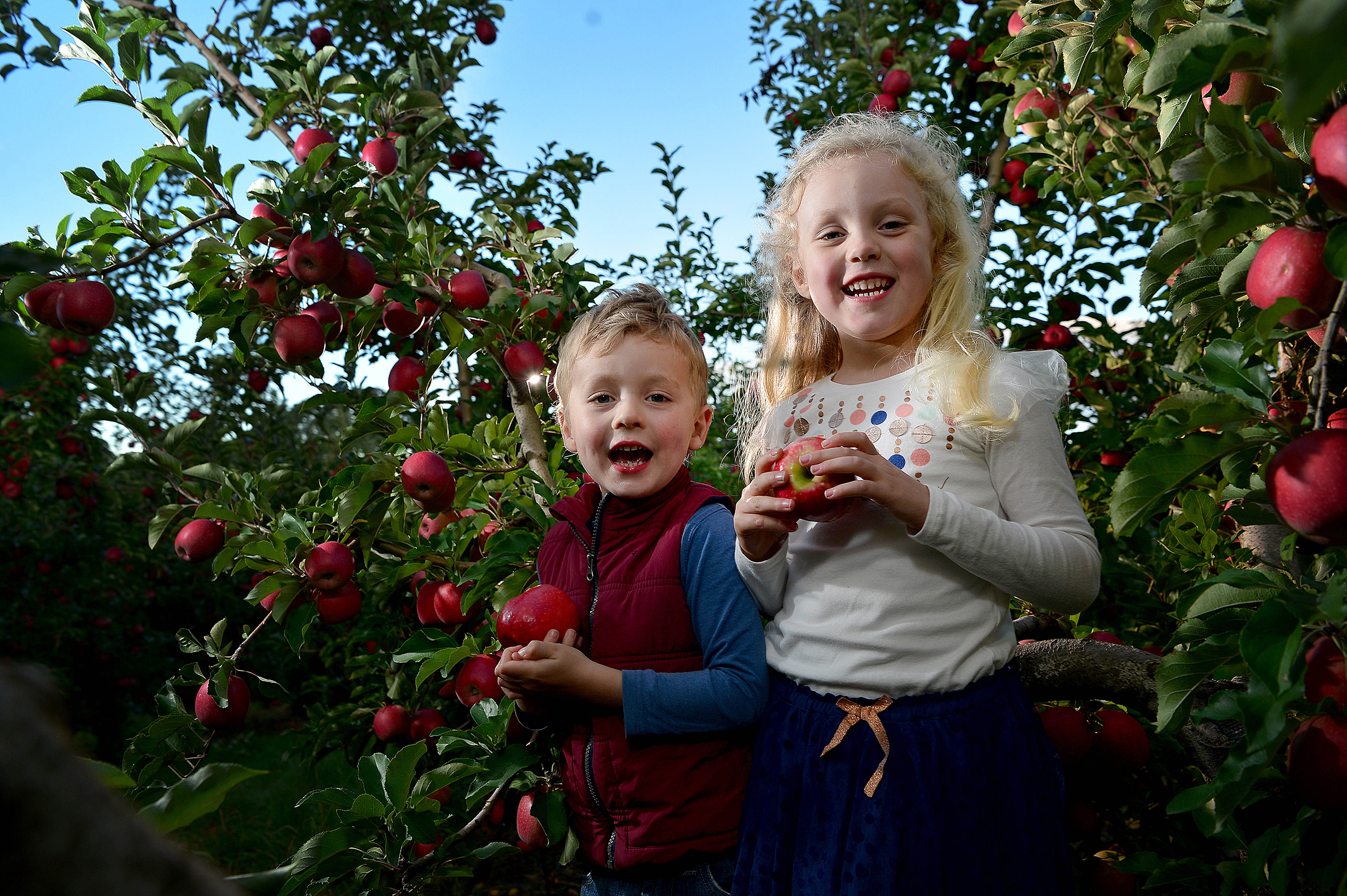  3.5.17 - Siblings Archie (3) &amp;  Maisie Brockhoff (5) play in amongst the Pink Lady apple trees at their family's Lenswood estate, Otherwood Orchards. (The Advertiser, News Corp Adelaide) 