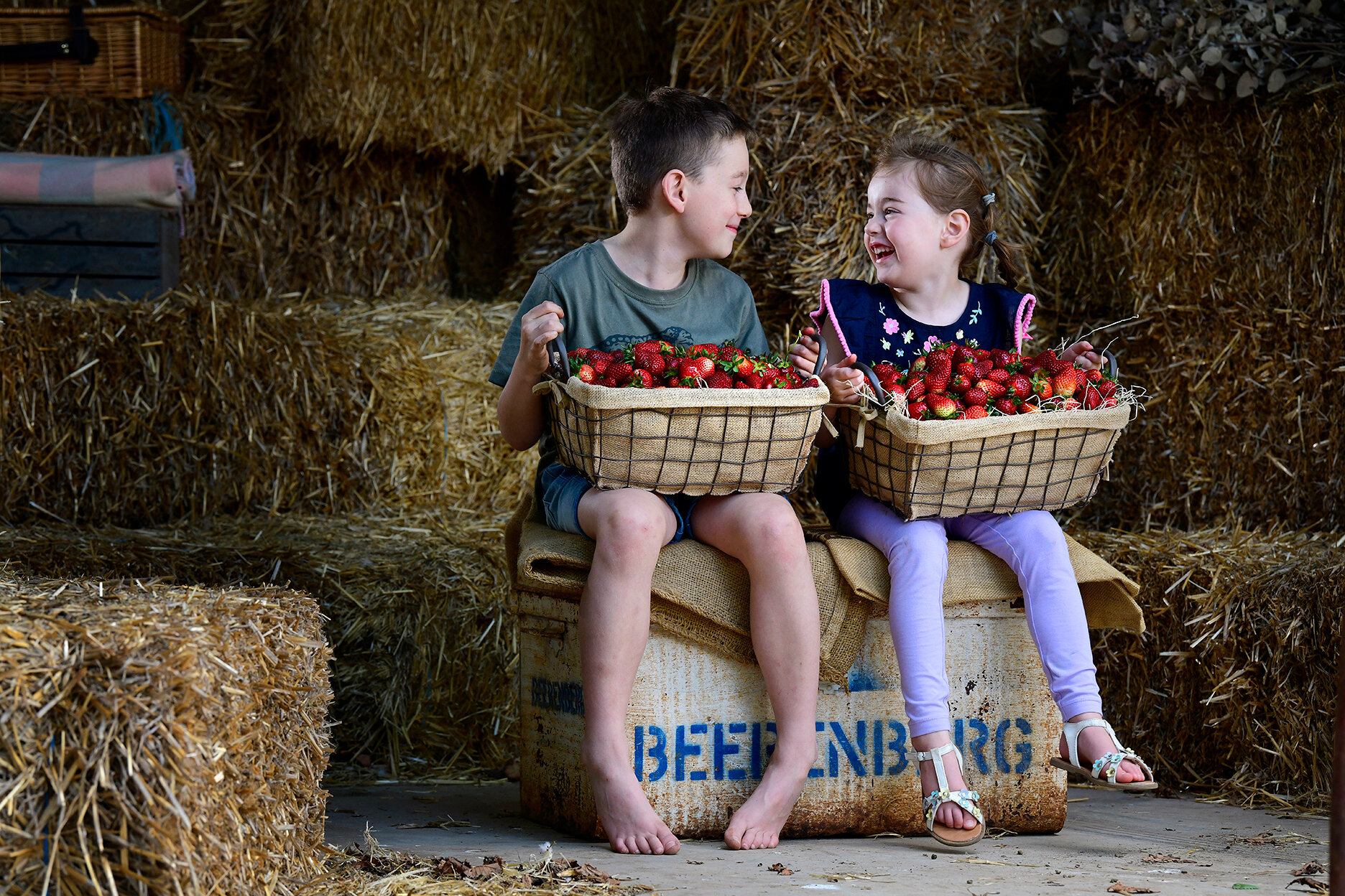  2.11.18 - Siblings Aston, 8, and Kenzi Fountain, 4, enjoy some strawberries they picked at Beerenberg farm, Hahndorf. Strawberry season has begun and  Beerenberg are looking forward to a great season despite the earlier set back of the needle issues