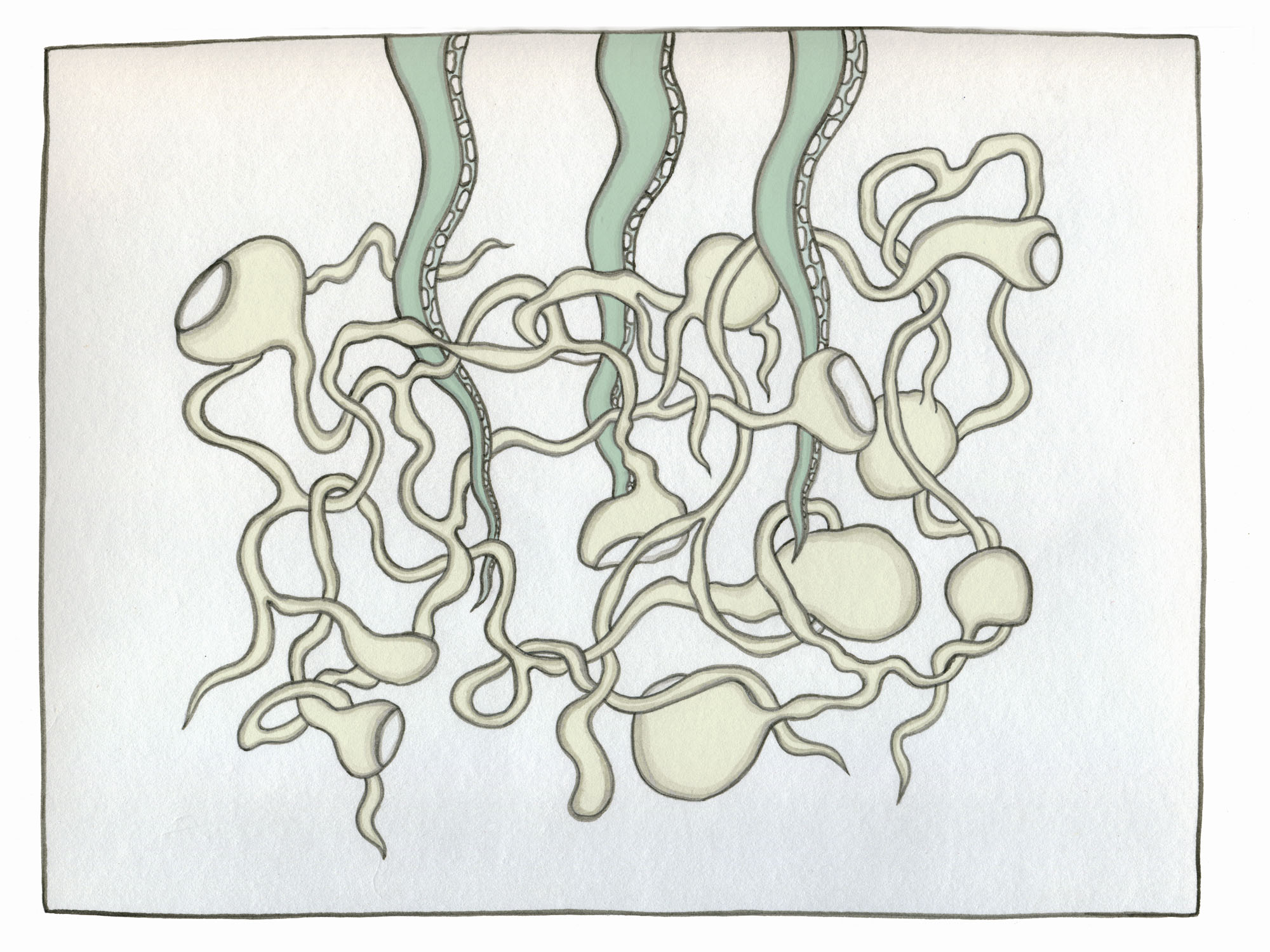 3 tentacles in seaweed #2.jpg