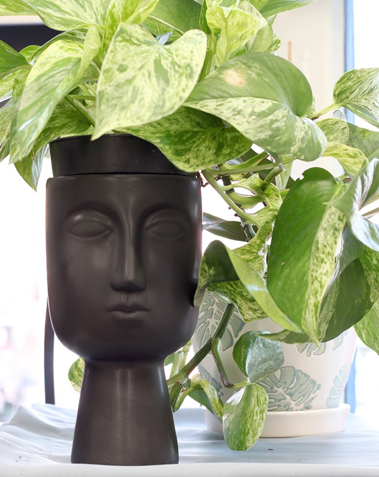 this plant.jpg
