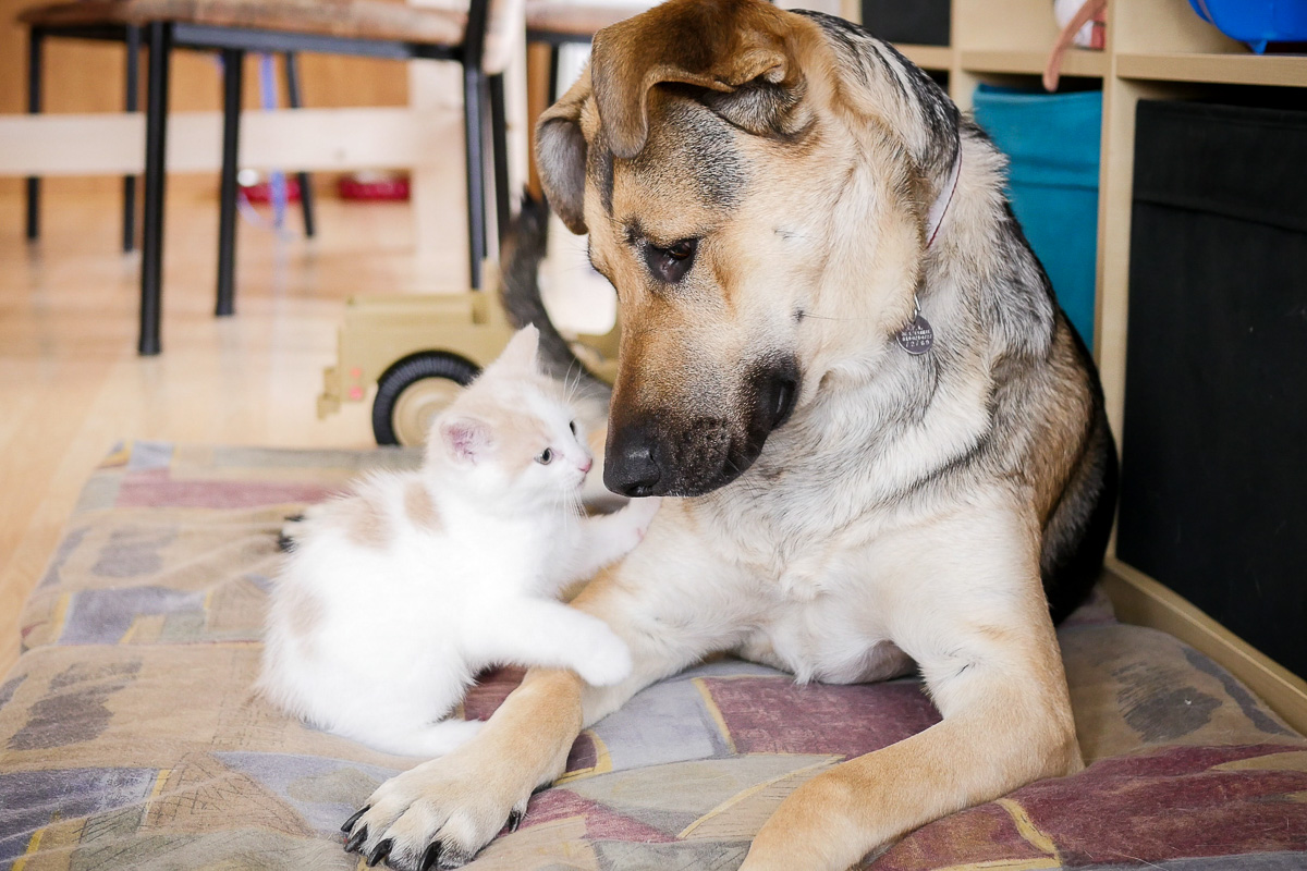 This mode can be useful if you want the best grab from fast action... like my kitten playing with my dog ;)