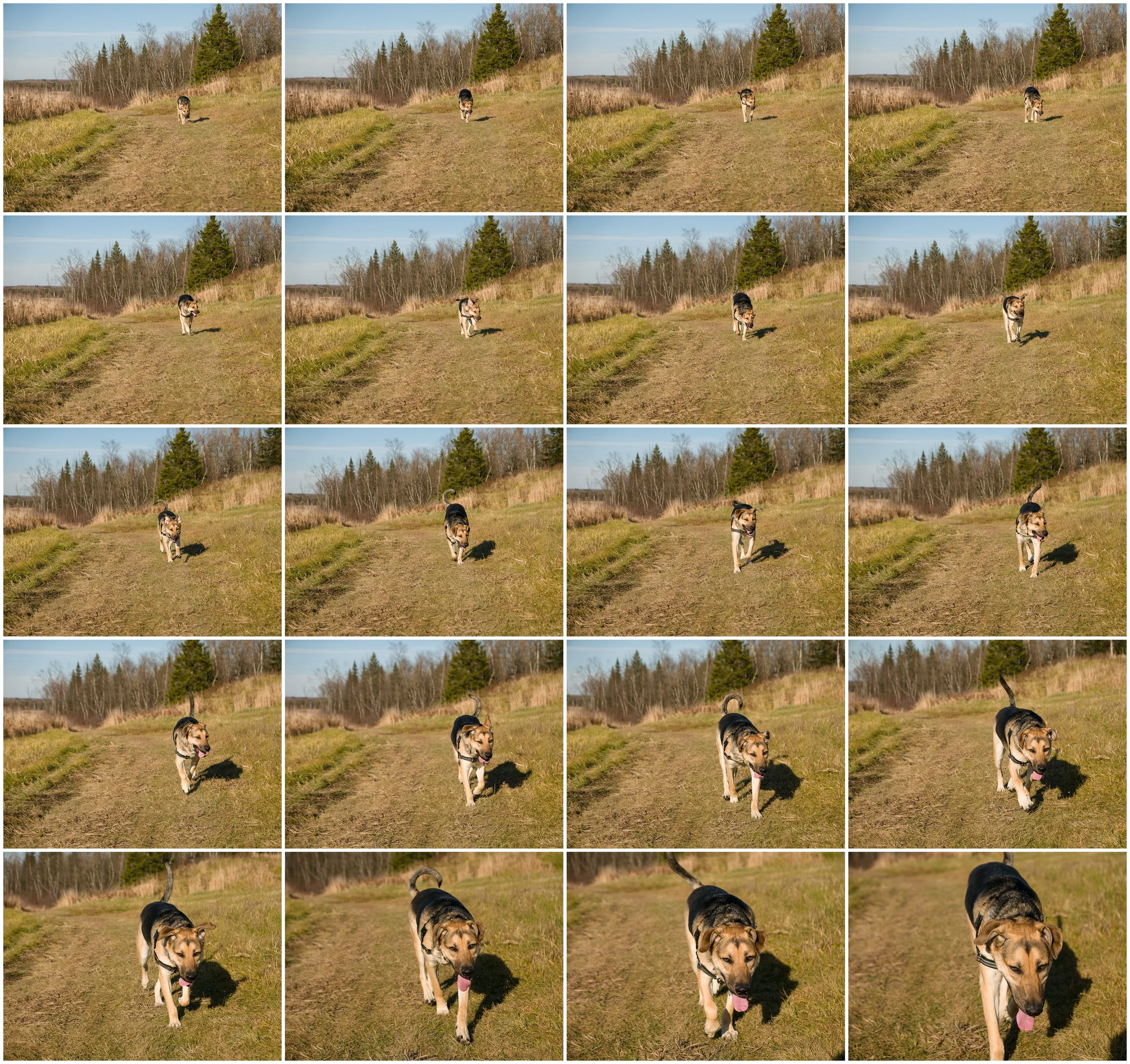 20 photos in C-AF at 75mm f/2.8