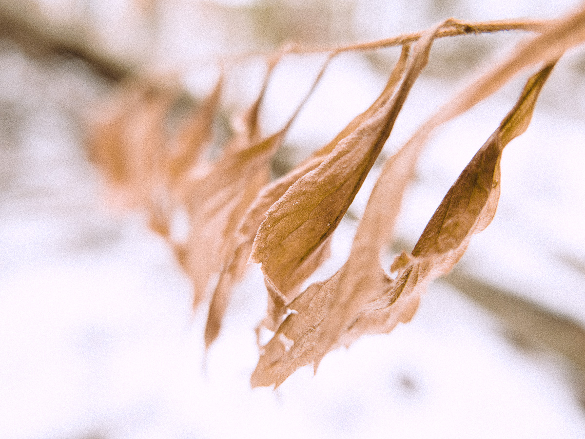 L'hiver s'installe et la nature s'endort