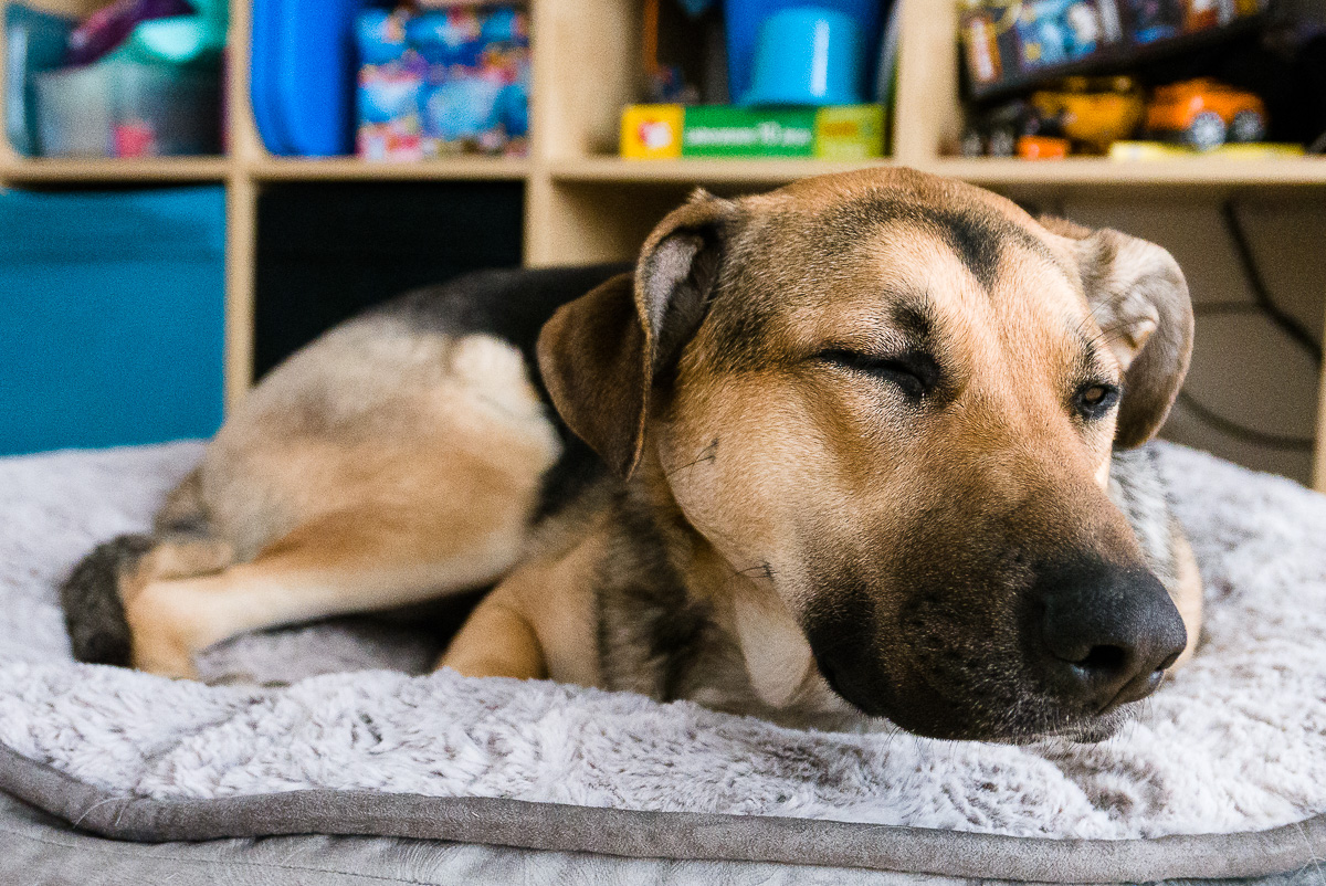 Roxy half-asleep on her new bed.