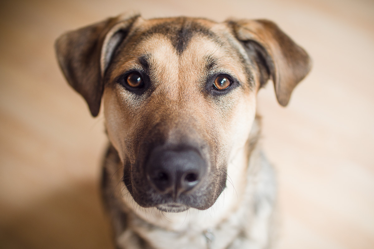 My 1 year old dog Roxy