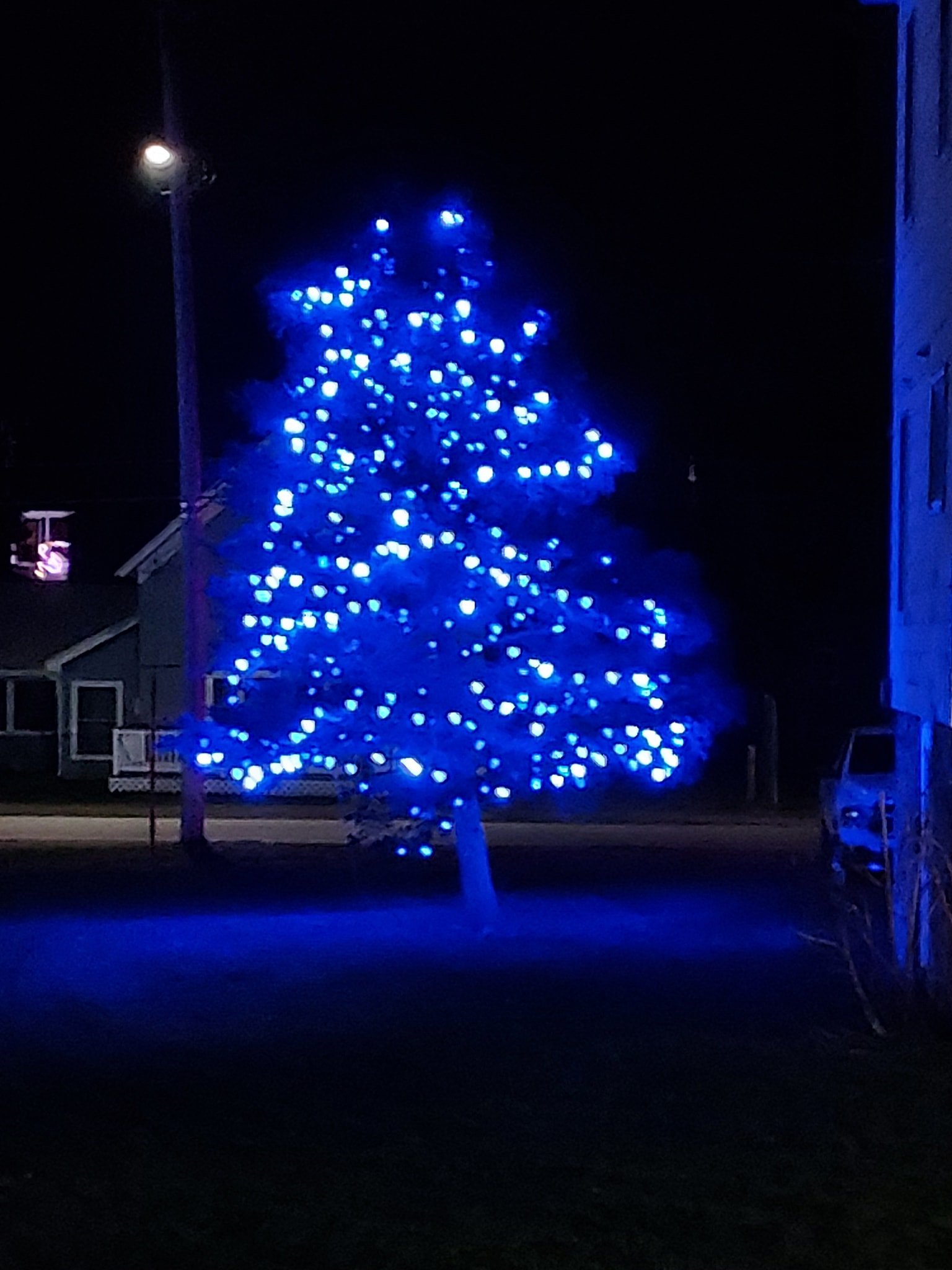 blue tree.jpg