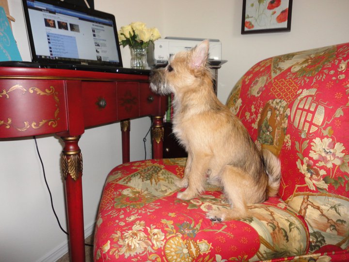 Even Moxie used it to update her FB status