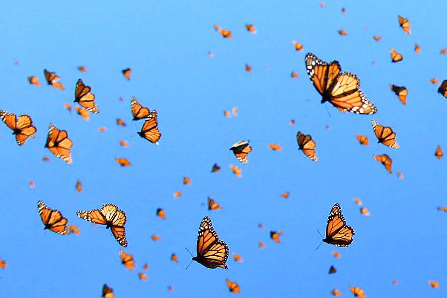 BUTTERFLY-MIGRATION.jpg