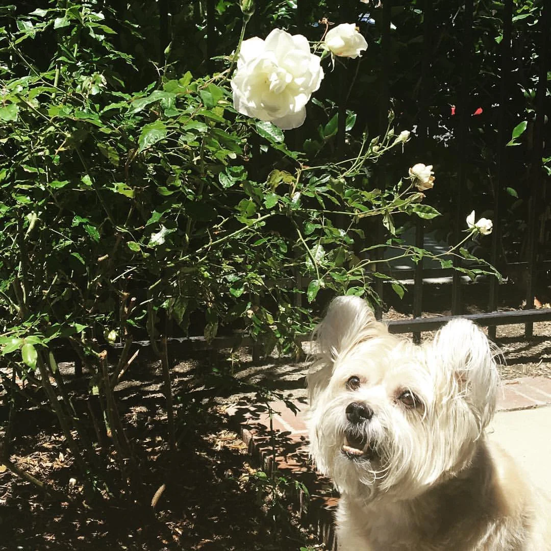 Also, we had my favorite color rose in CA.
