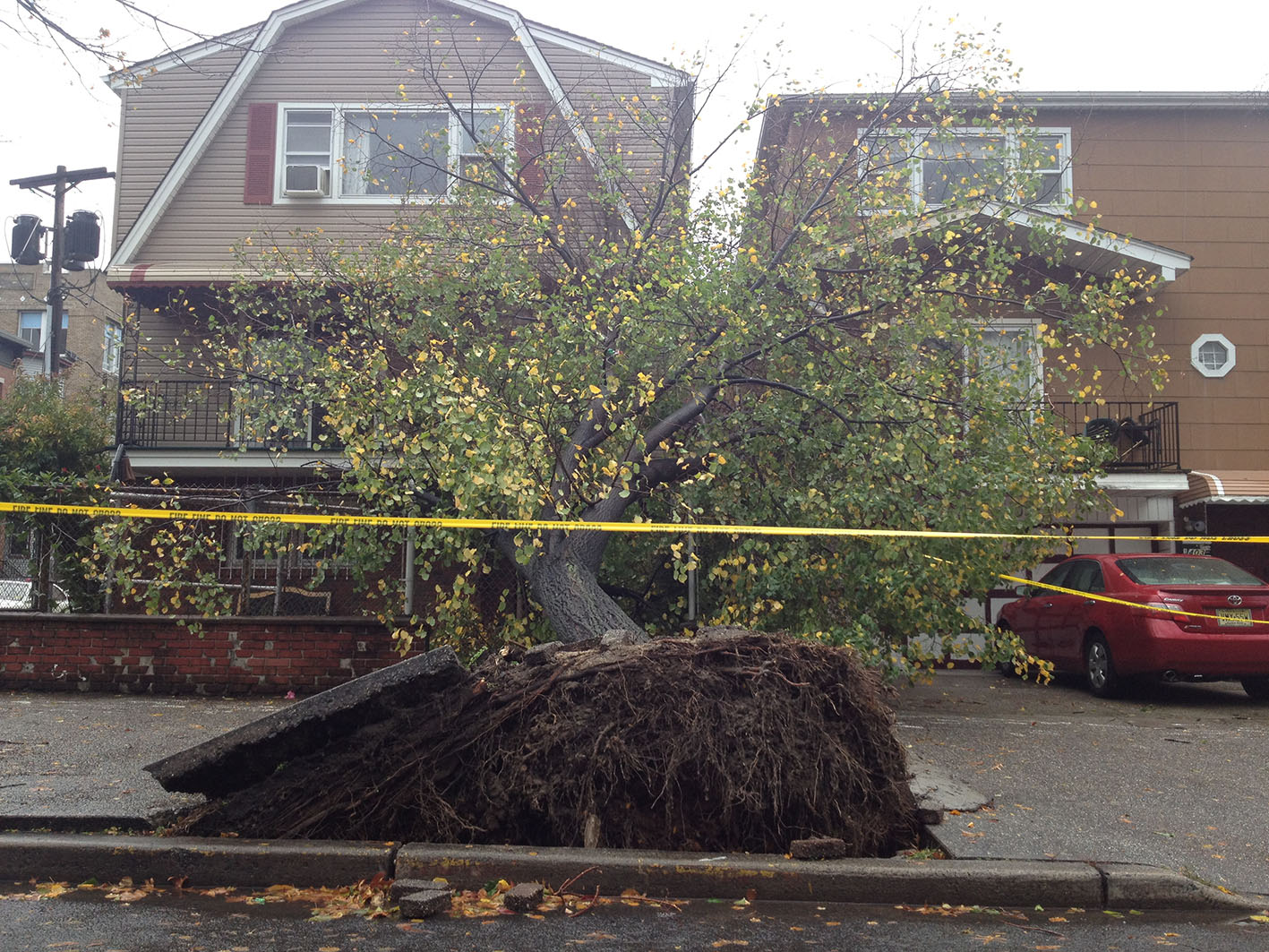 fallen tree.jpg