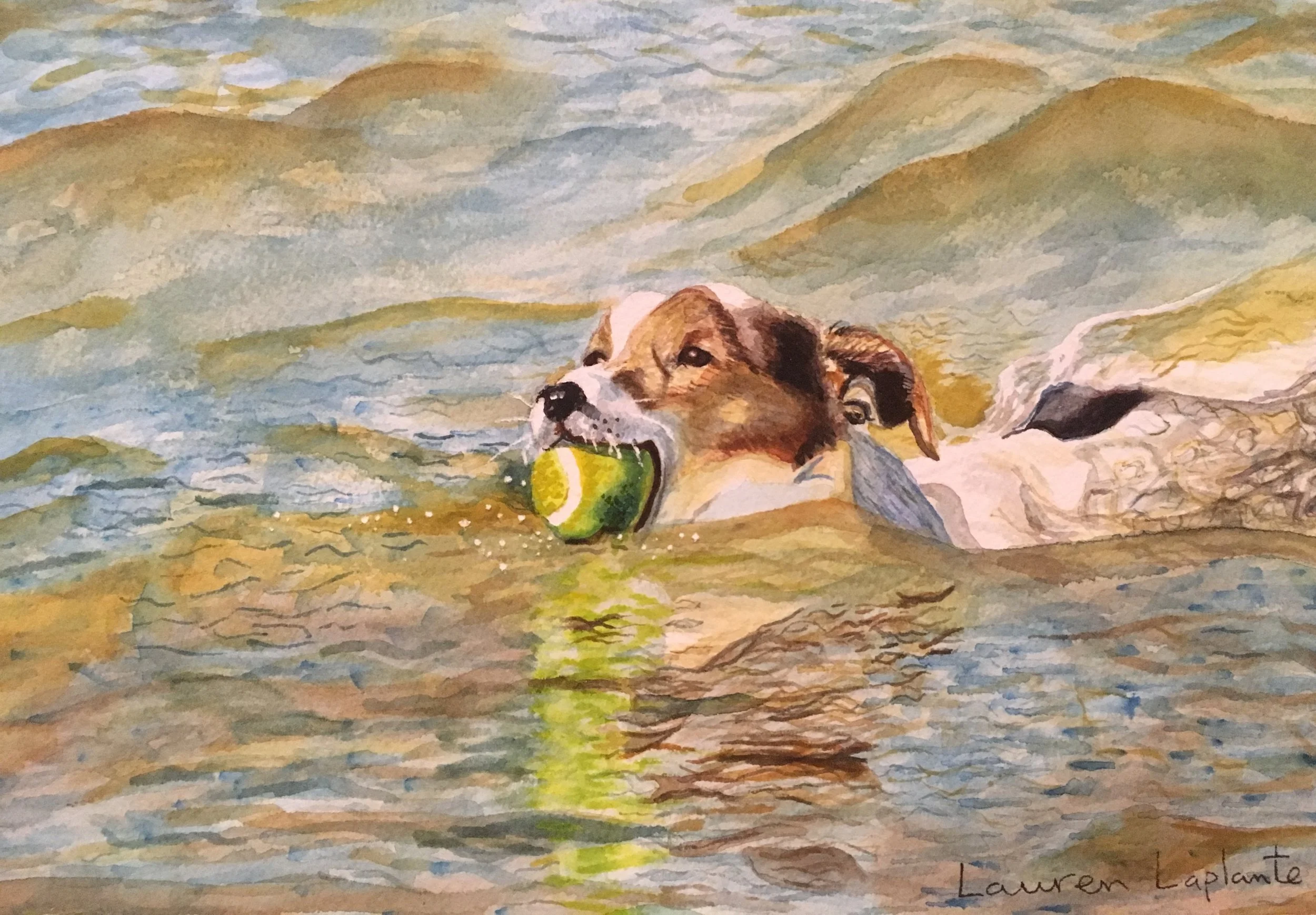 Jack Russell Swimming
