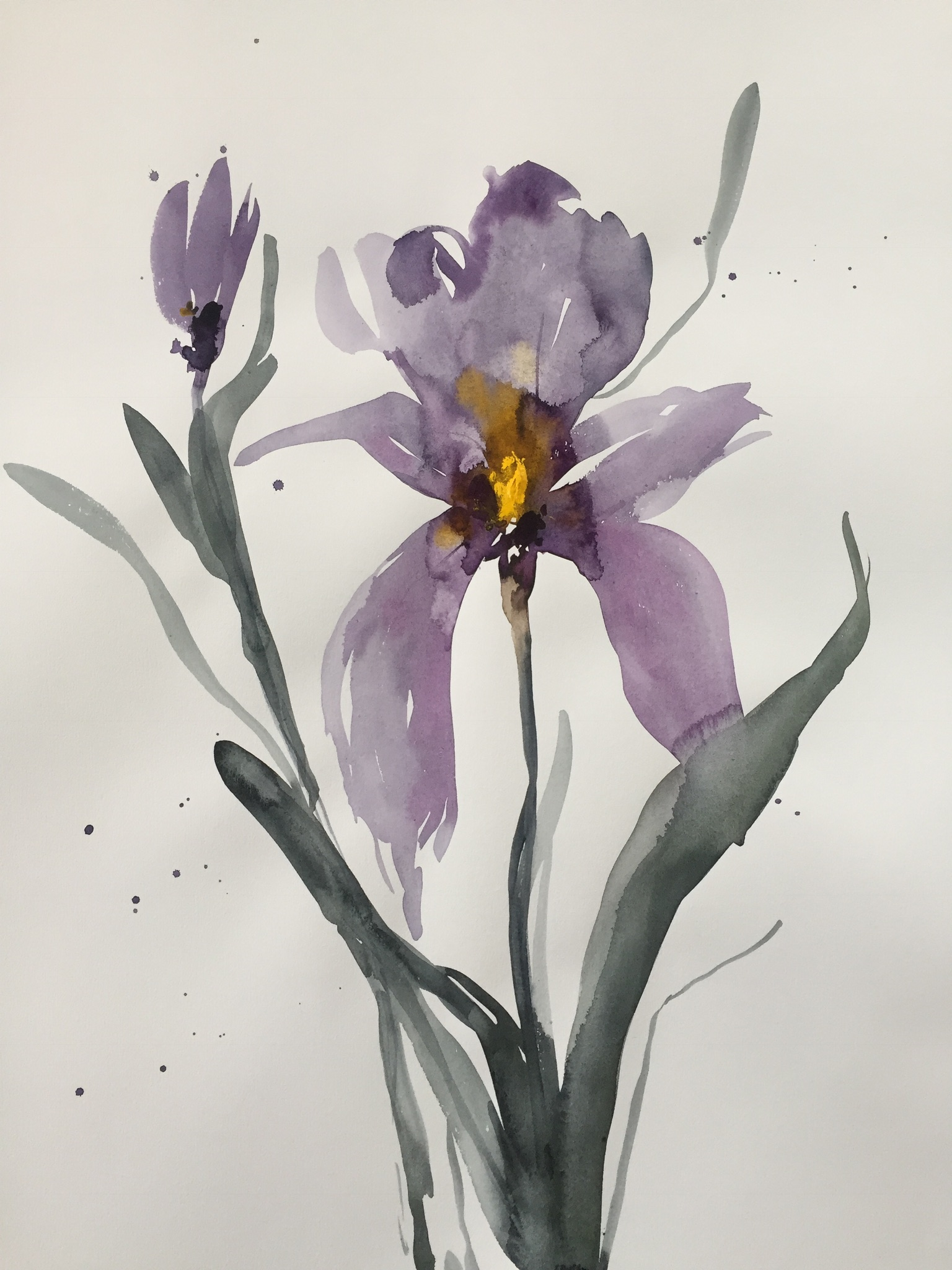 iris 1.1.png