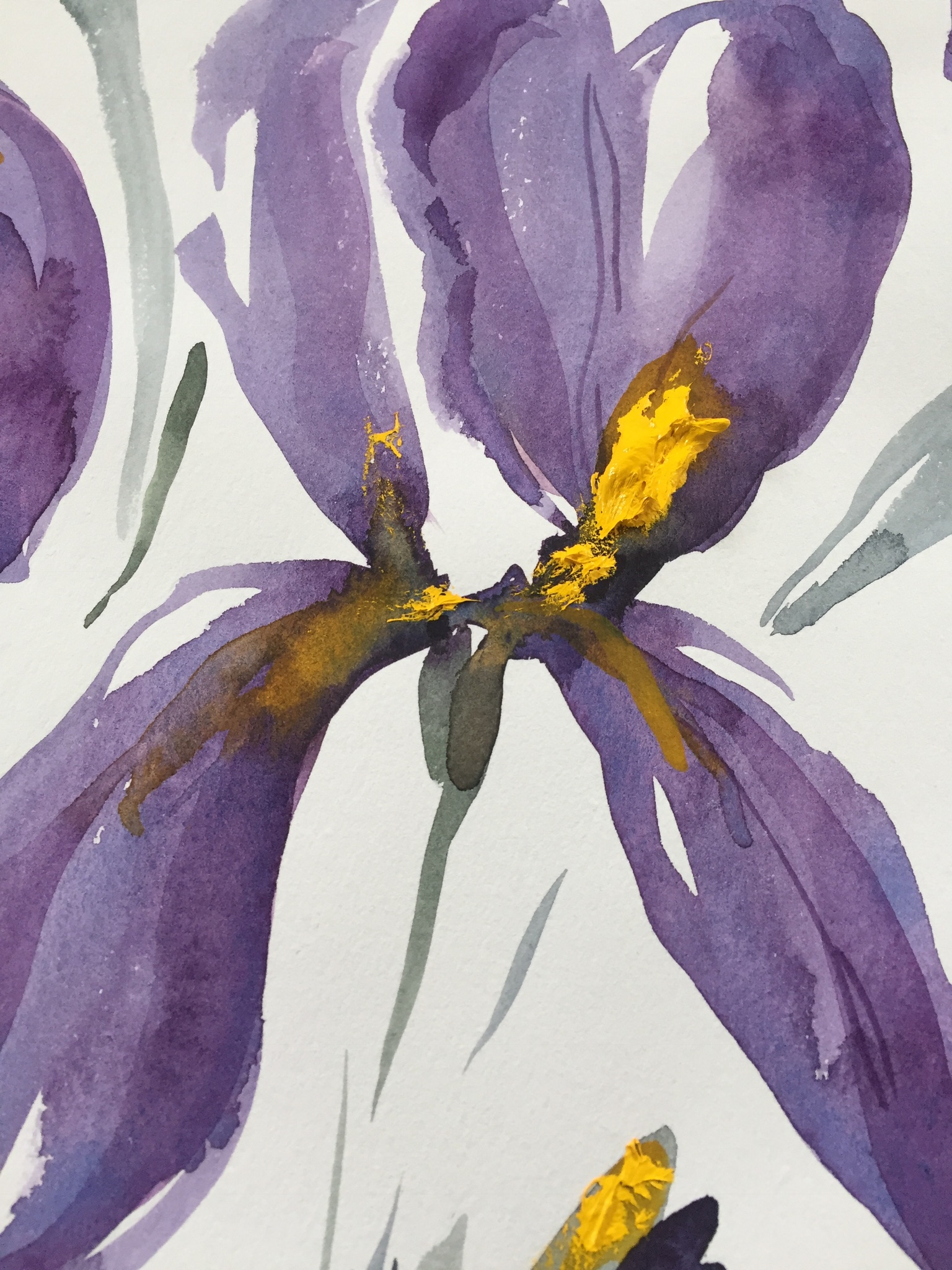 iris plusieurs 2.png