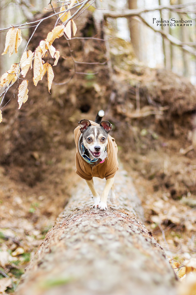 Top Ten Image: Fall