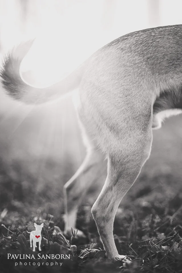 Top Ten Image: Tail