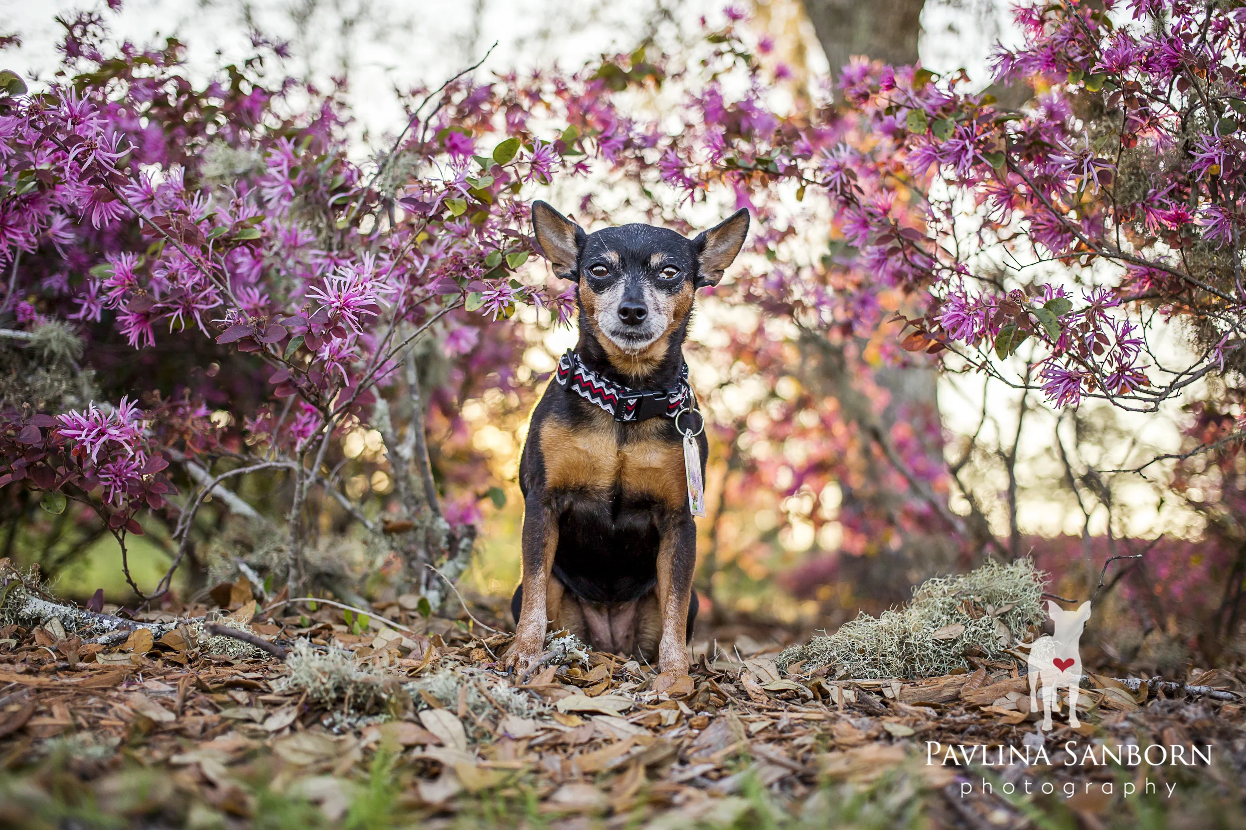 Miss Kika