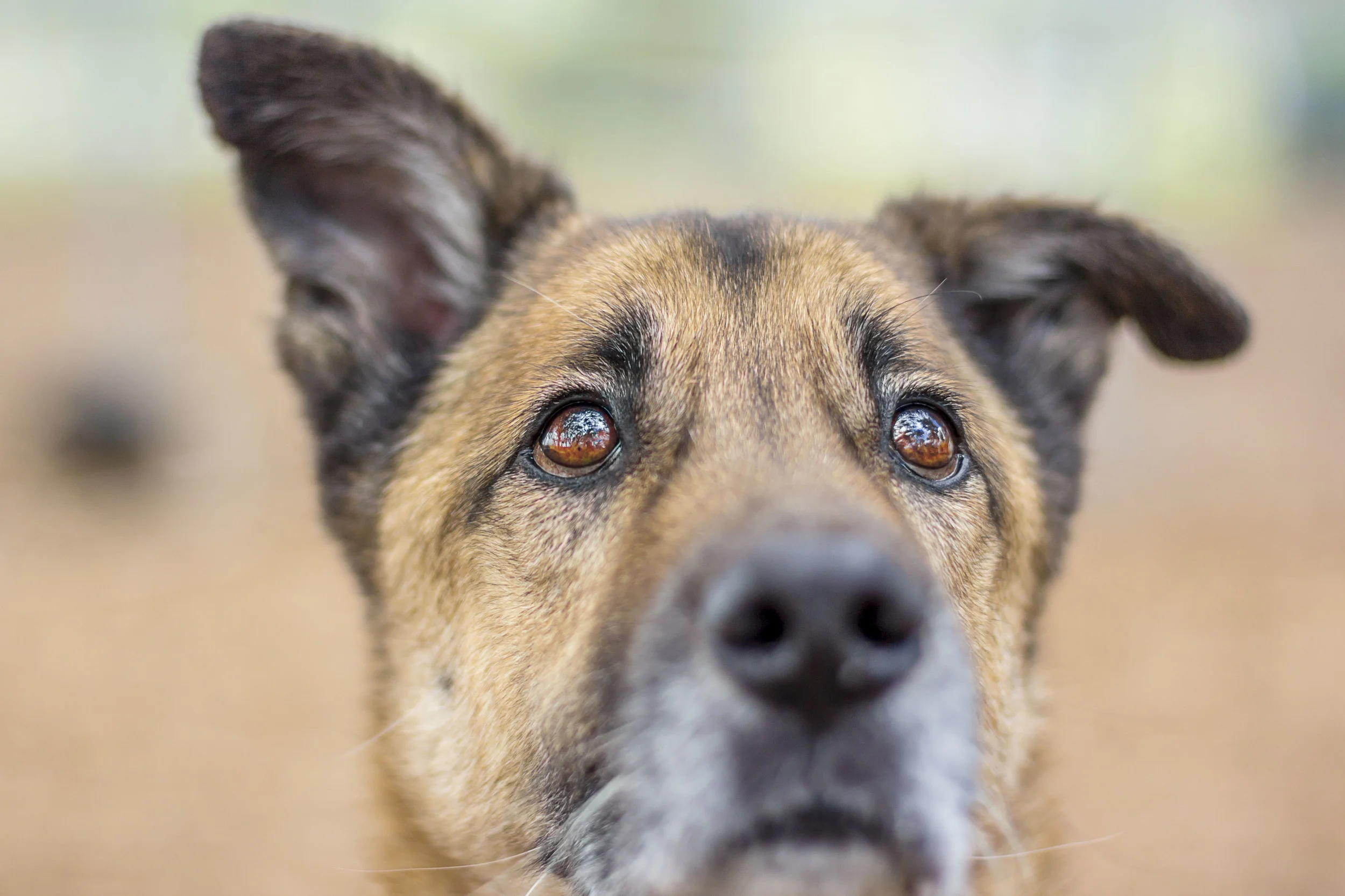 Kind and big chocolate eyes