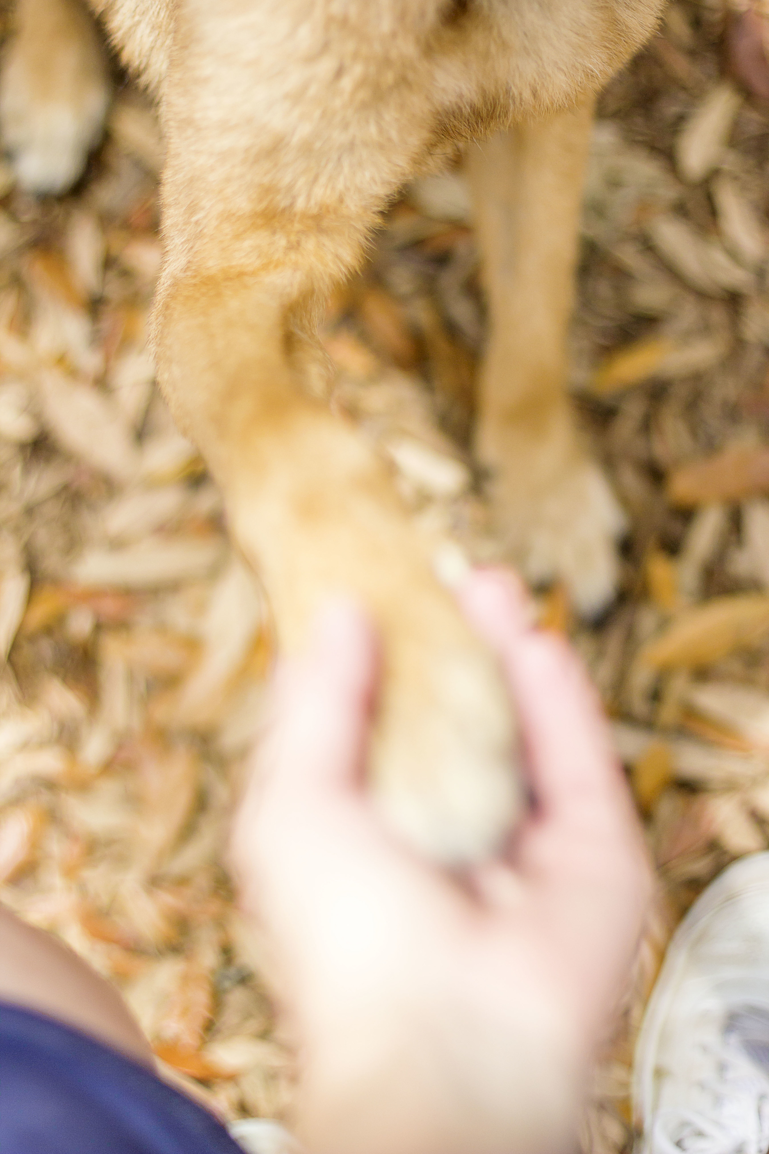 Sorry for the blur, hard to get a paw and take a photo in the same time.