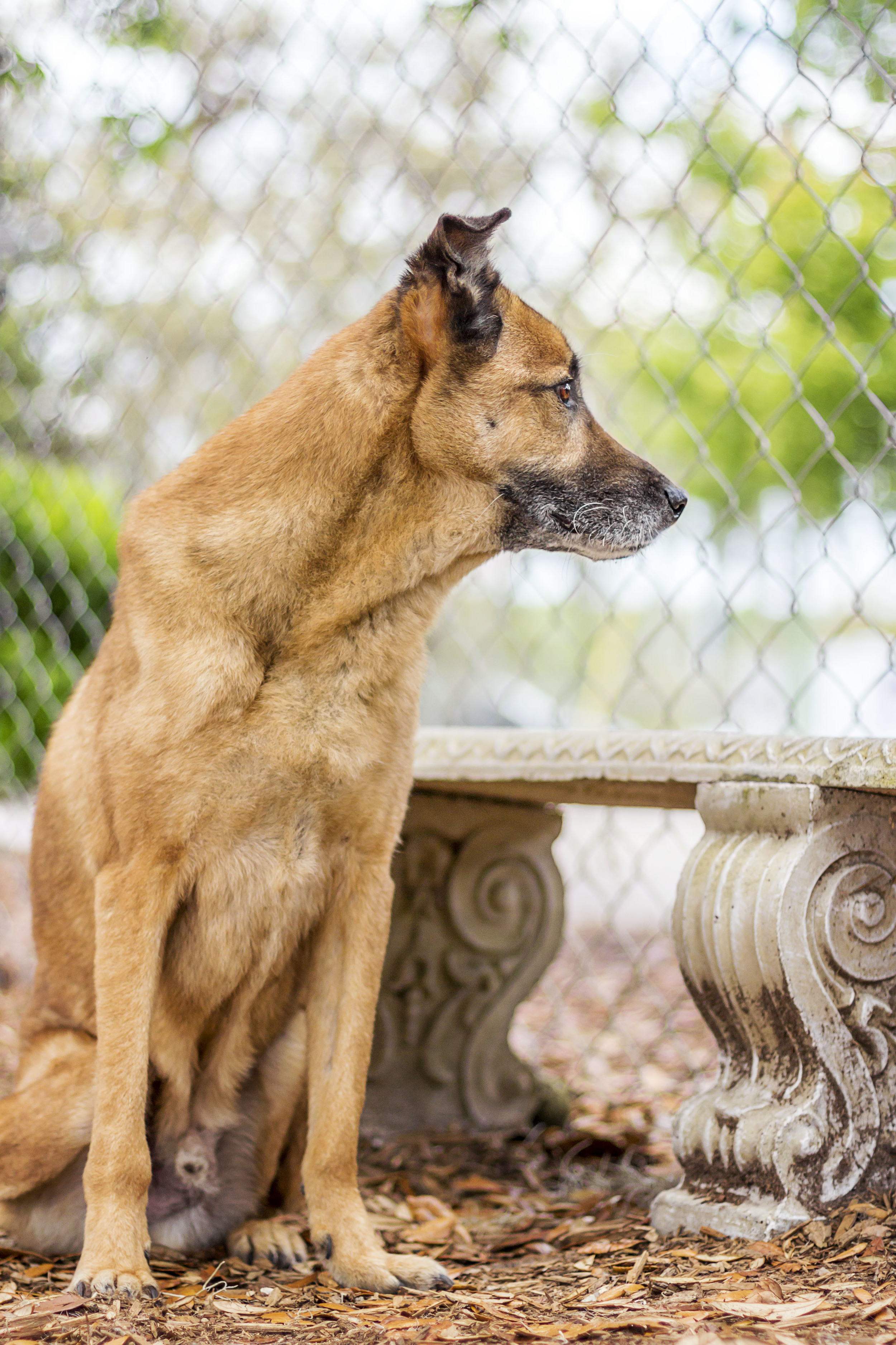 Still not giving up hope. Looking to see, if his owner is coming.