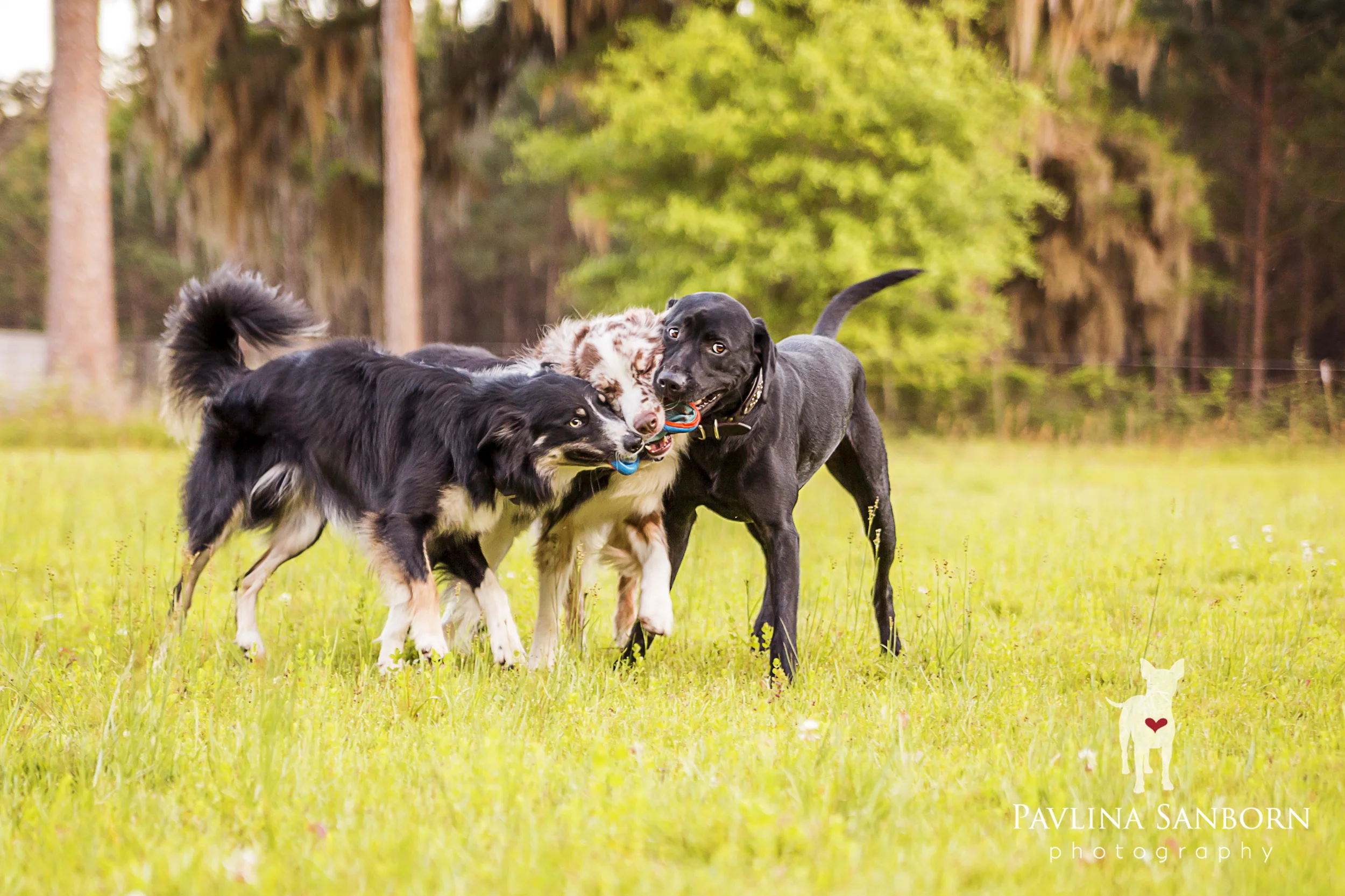 How many dogs does it take to retrieve Frisbee?