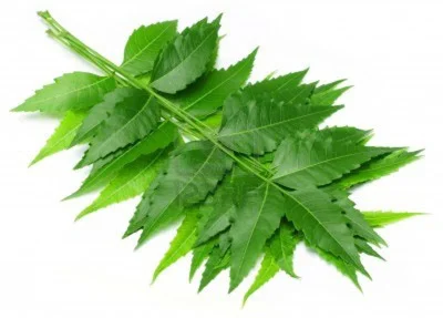 neem-leaves.jpg
