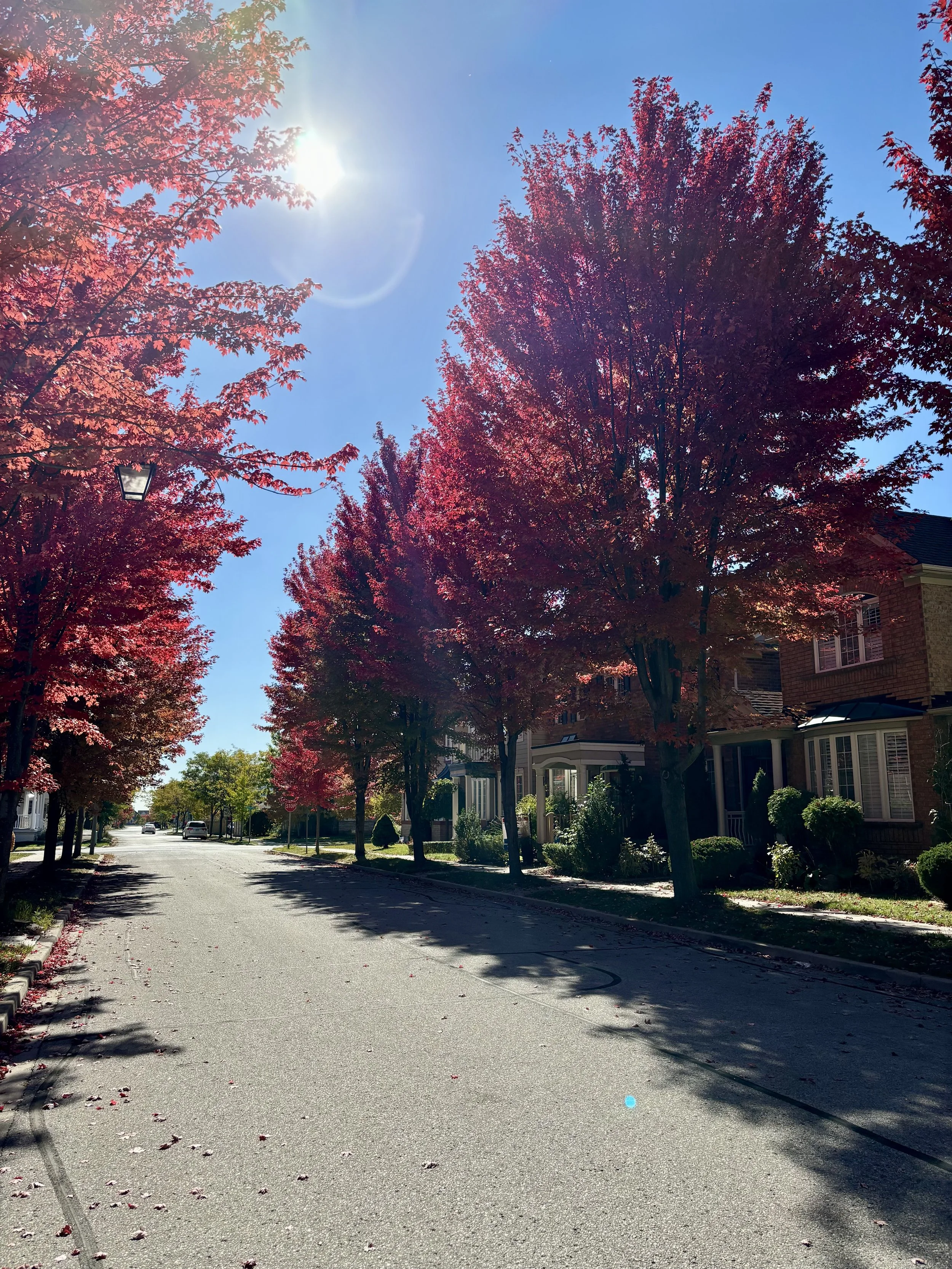 Mature Tree Lined Street in Markham