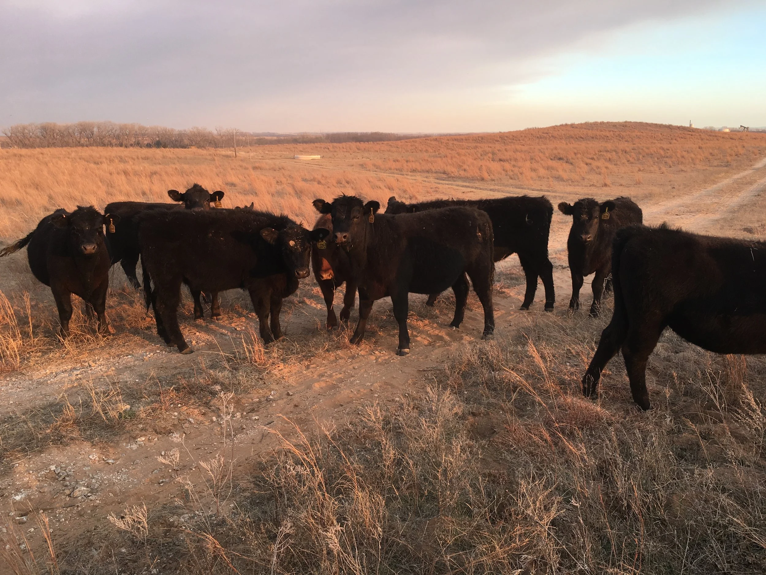 Welcome to the Farm!