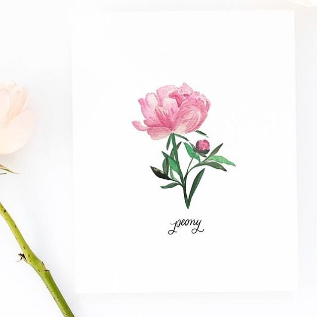 Peony season is one of my favorite signs of sprummer, you know that time in the midwest when you have two nice 80 degree days in a row and then a week of rain, clouds and it turns below 60 degrees all of a sudden...anywho...I planted peonies in my ya