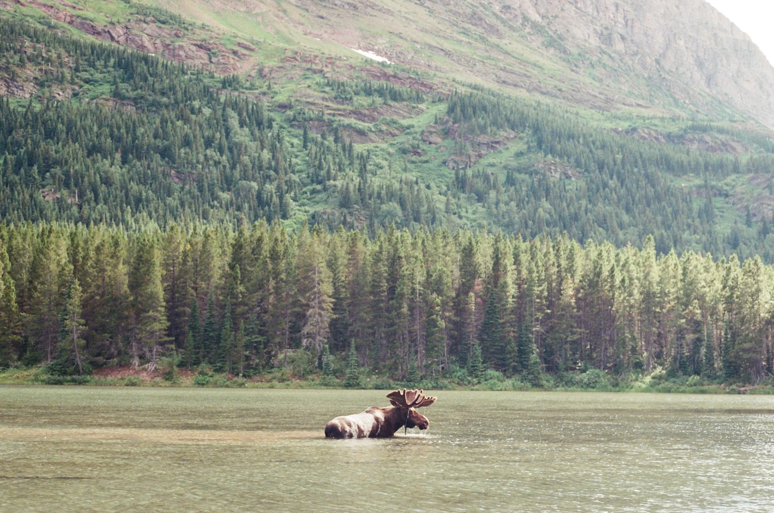 GLACIER NATIONAL PARK 011