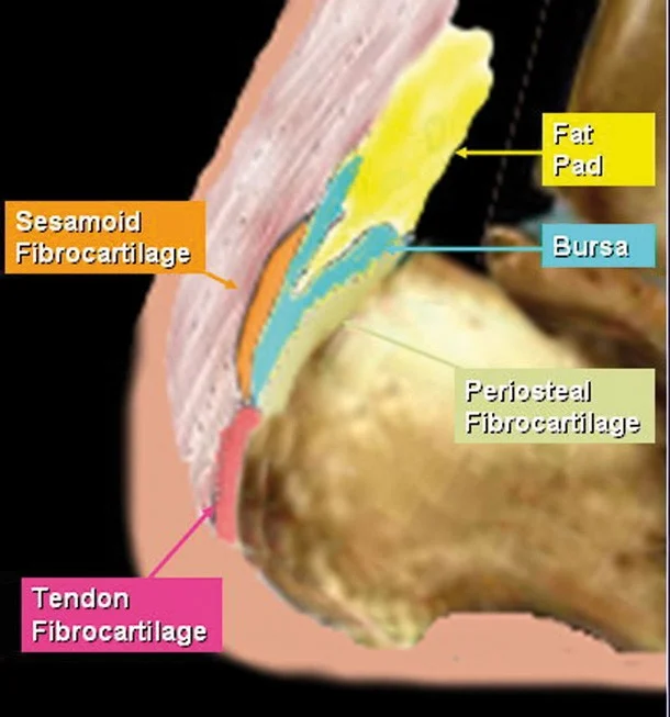 cormick 2010 tendon insertion.jpg