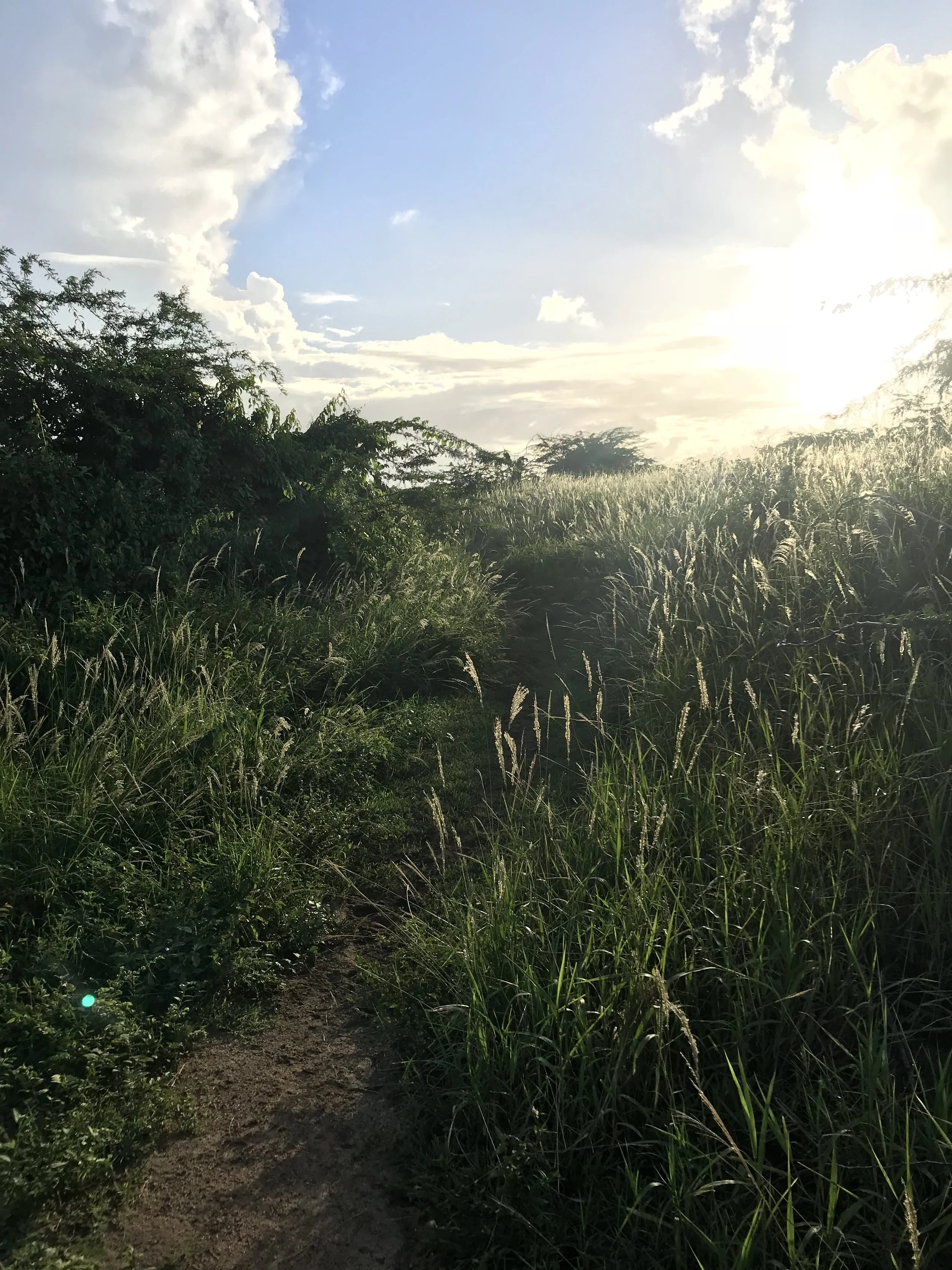 The path disapears