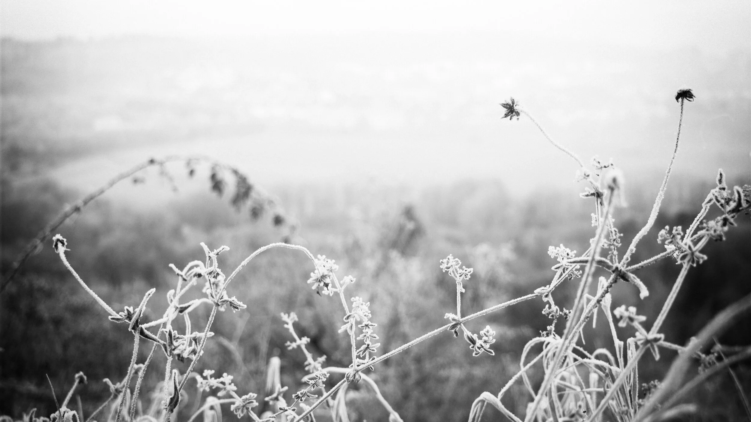 Day 31: Beautiful Exchange