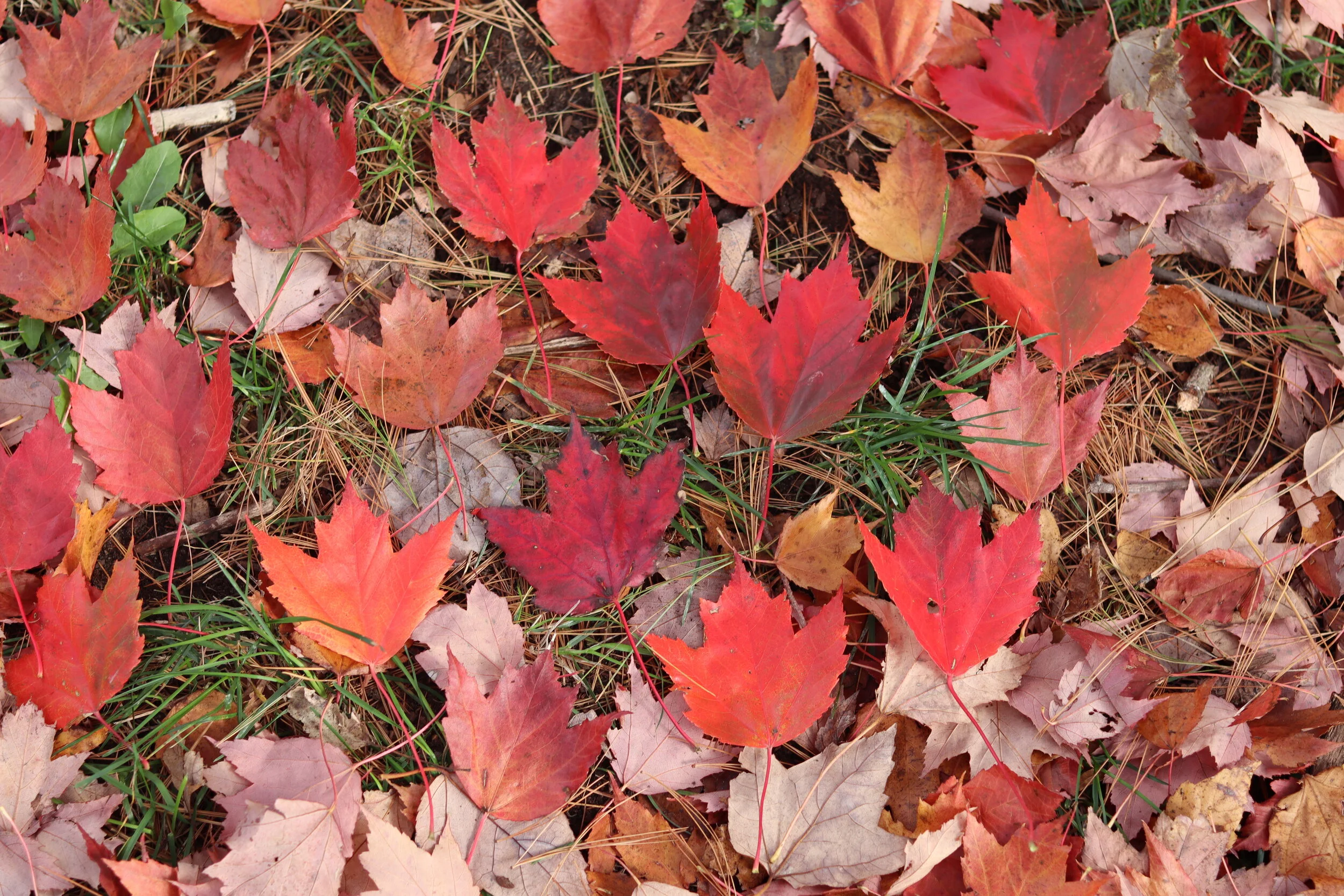 What's happening for Fall Small Groups?