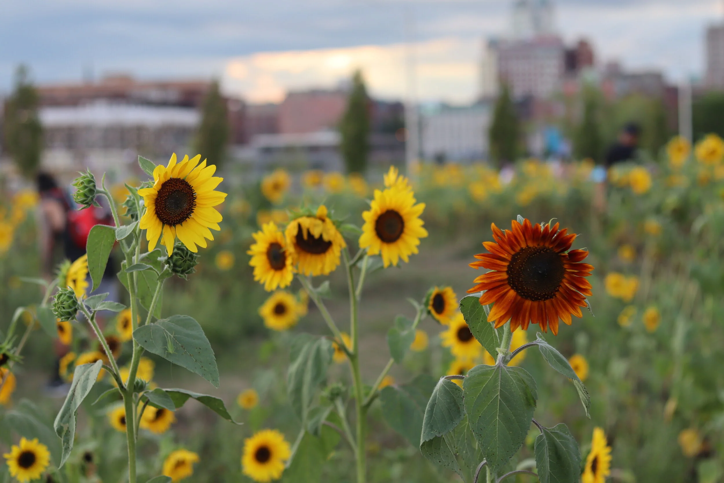 Looking Towards Summer
