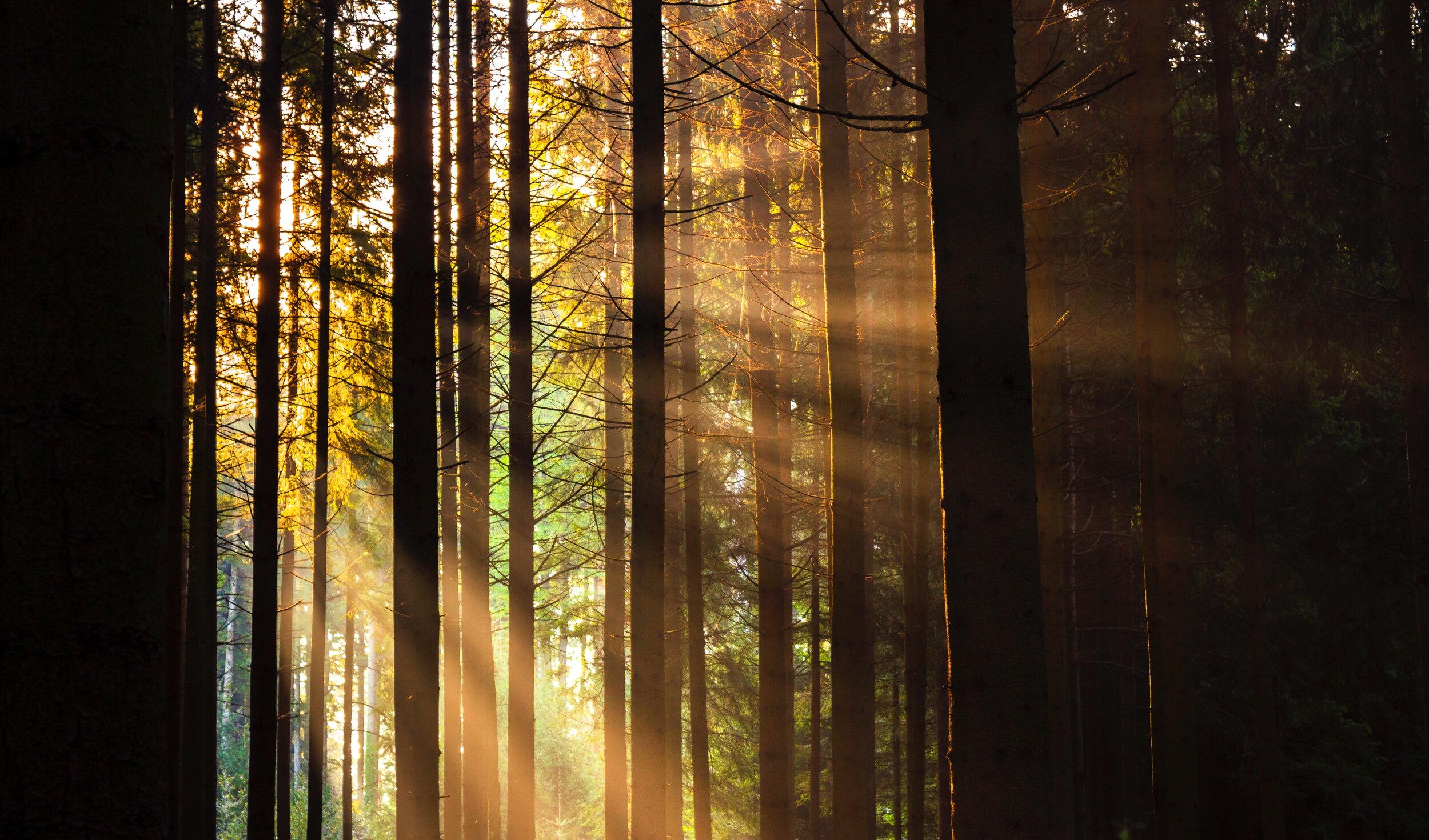 Revival or Survival?