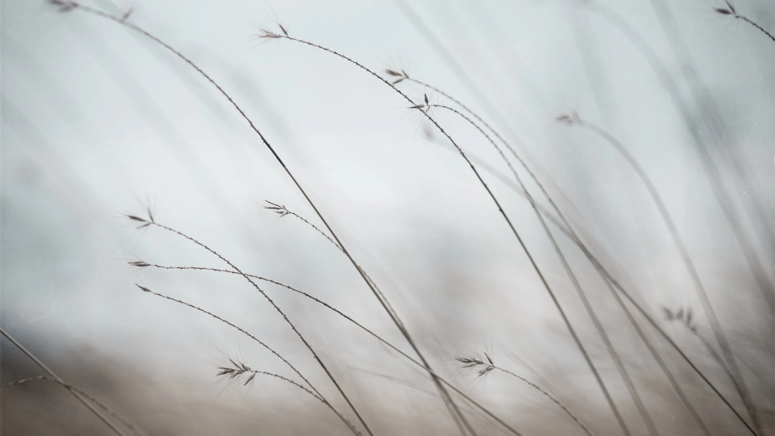 Day 67: With the Wind