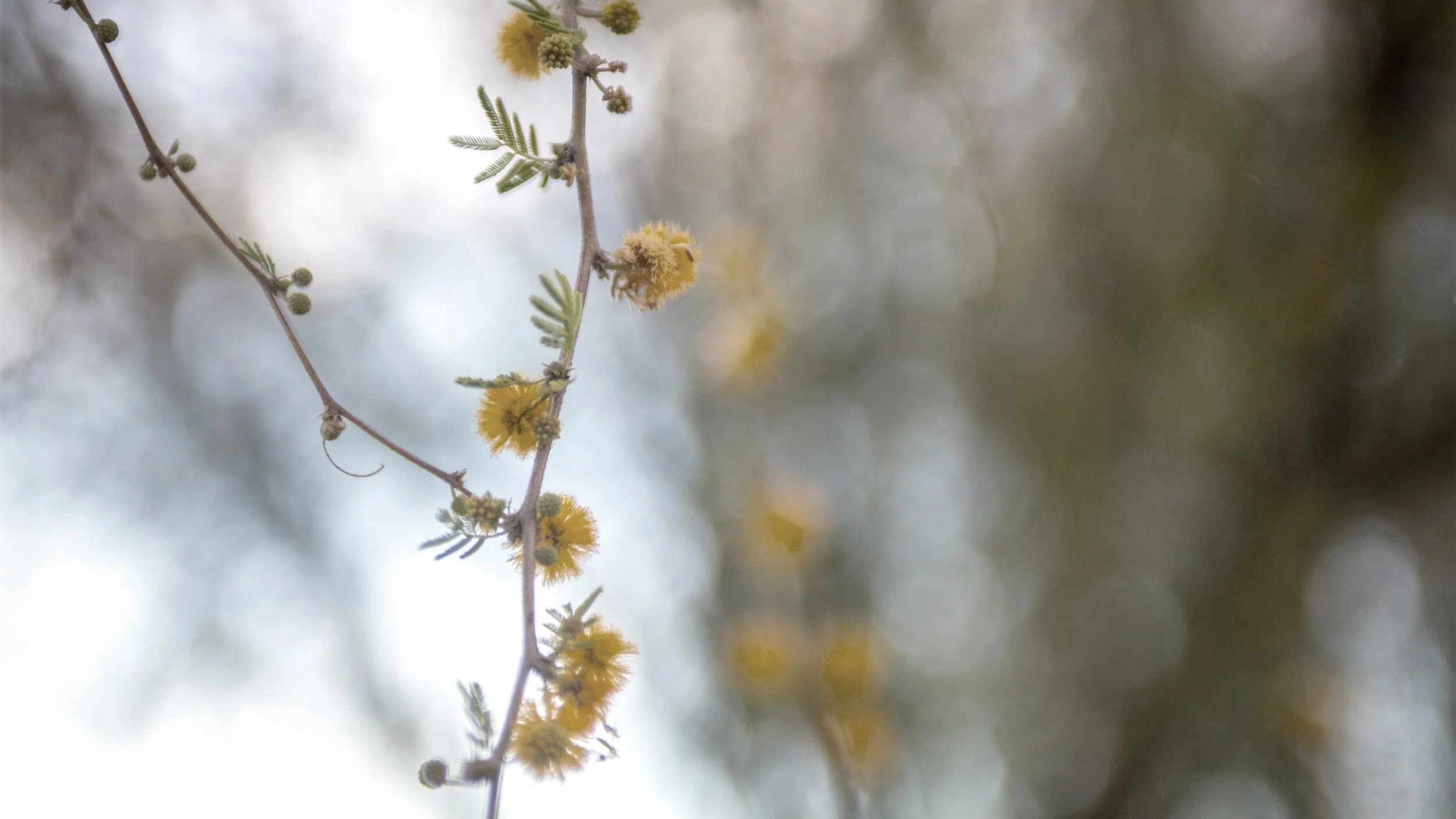 Day 89: Attitude of Gratitude