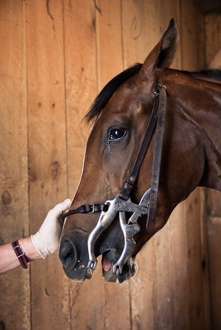 Horse at the Dentist