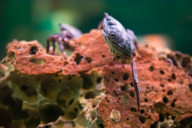 Crab on its last legs