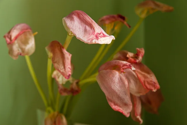 Beautiful Demise pt. 1