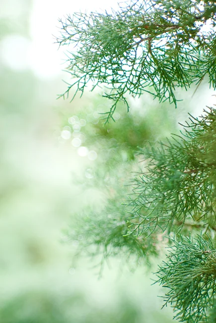 Through the window of my freshman year dorm.