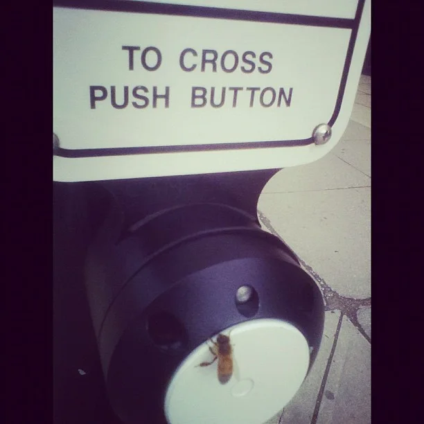 Just jaywalk already bud #blackberry #cheating (Taken with Instagram)