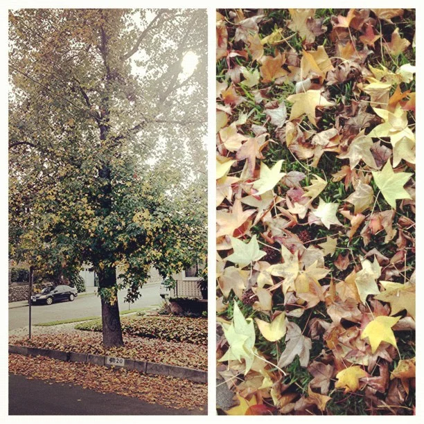 There is still a little fall left in LA.