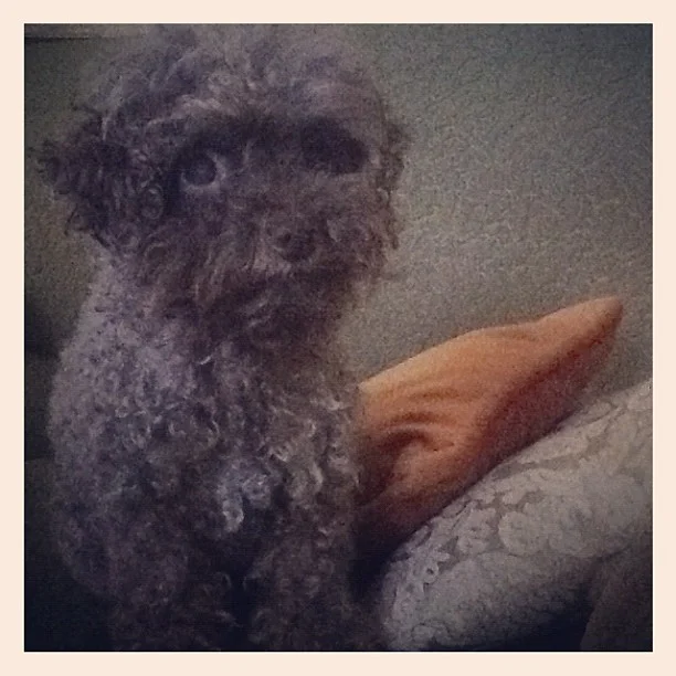 A new friend in Charlotte: Mushroom the mini #poodle (Taken with Instagram at Baxter’s Cozy airbnb Residence)