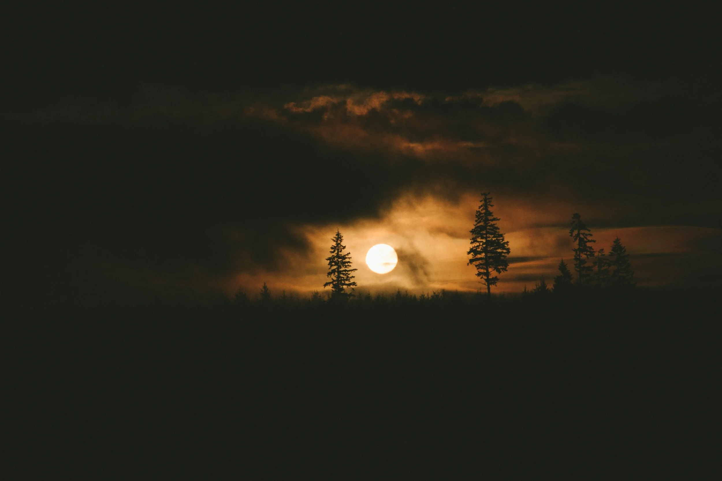Moon and trees.jpg
