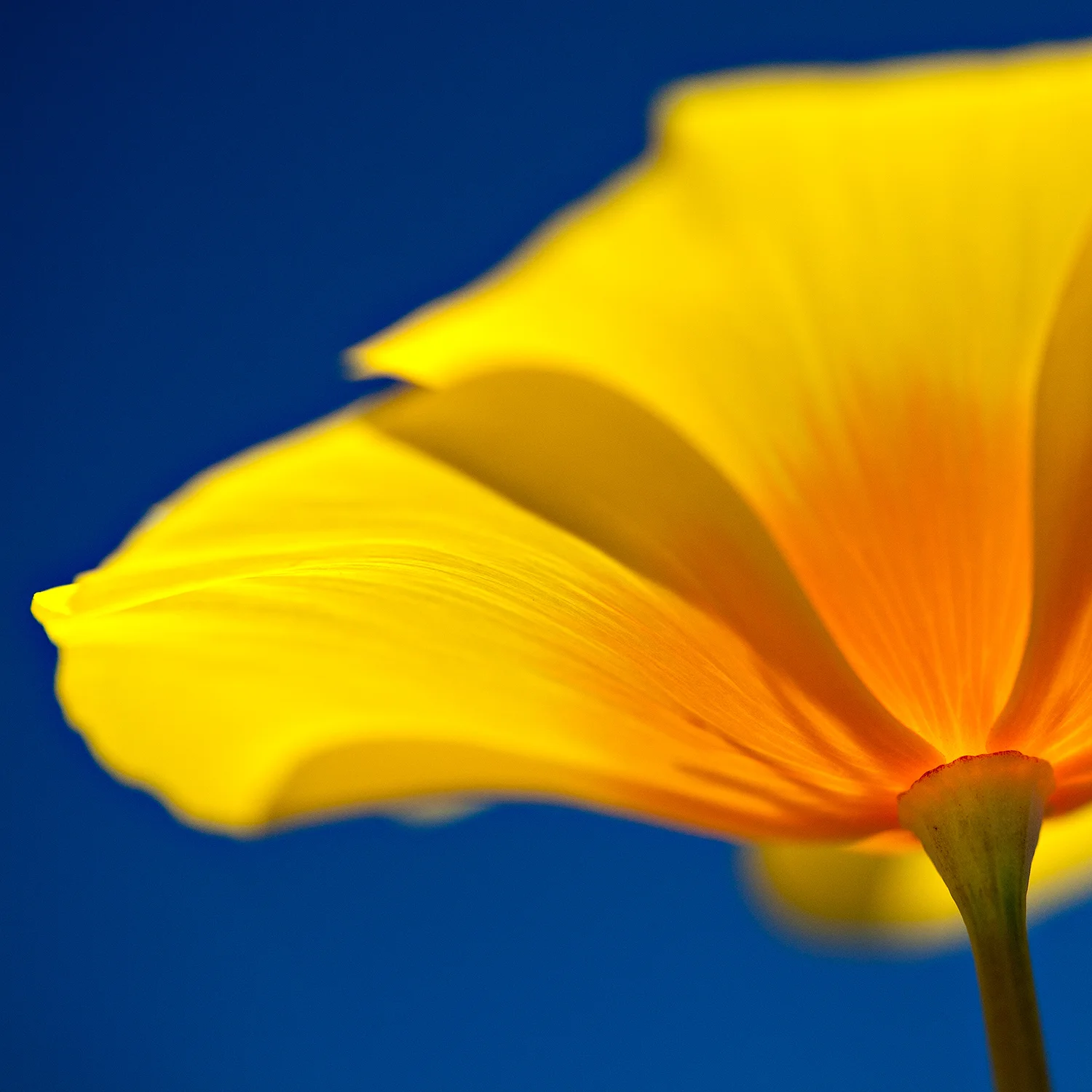 RoughandReady-110521-0202-eschscholzia-caespitosa-1500sq.jpg