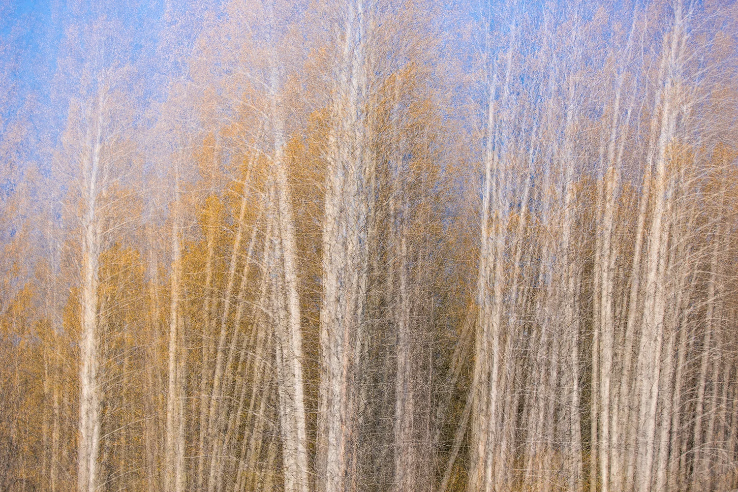 BanffNP-HillsdaleMeadows-120924-0007-alt-aspens-1500w.jpg